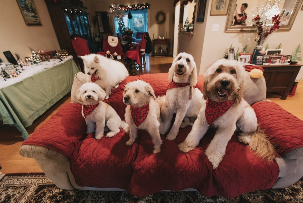 Additional household dog(s)
