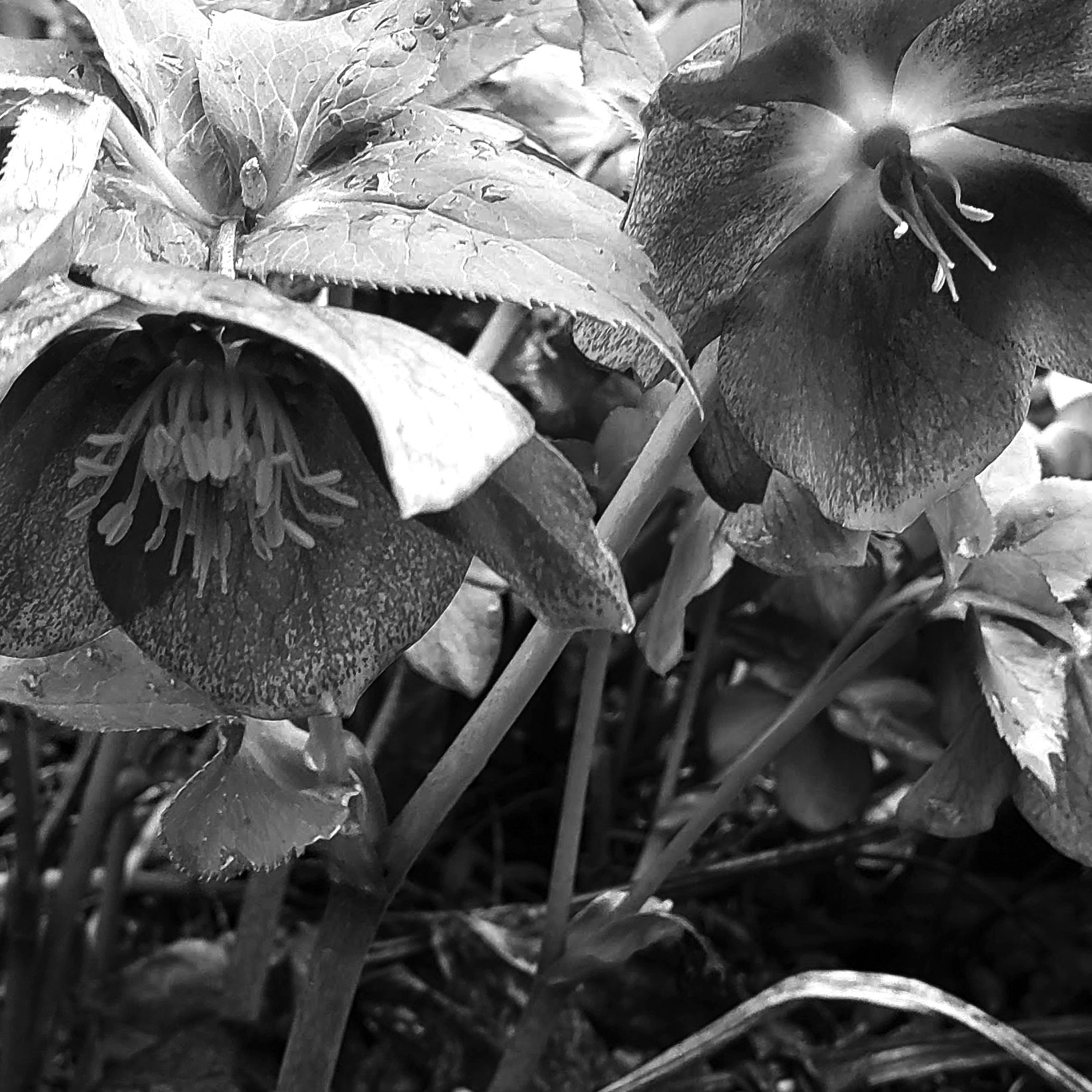 Lenten Roses