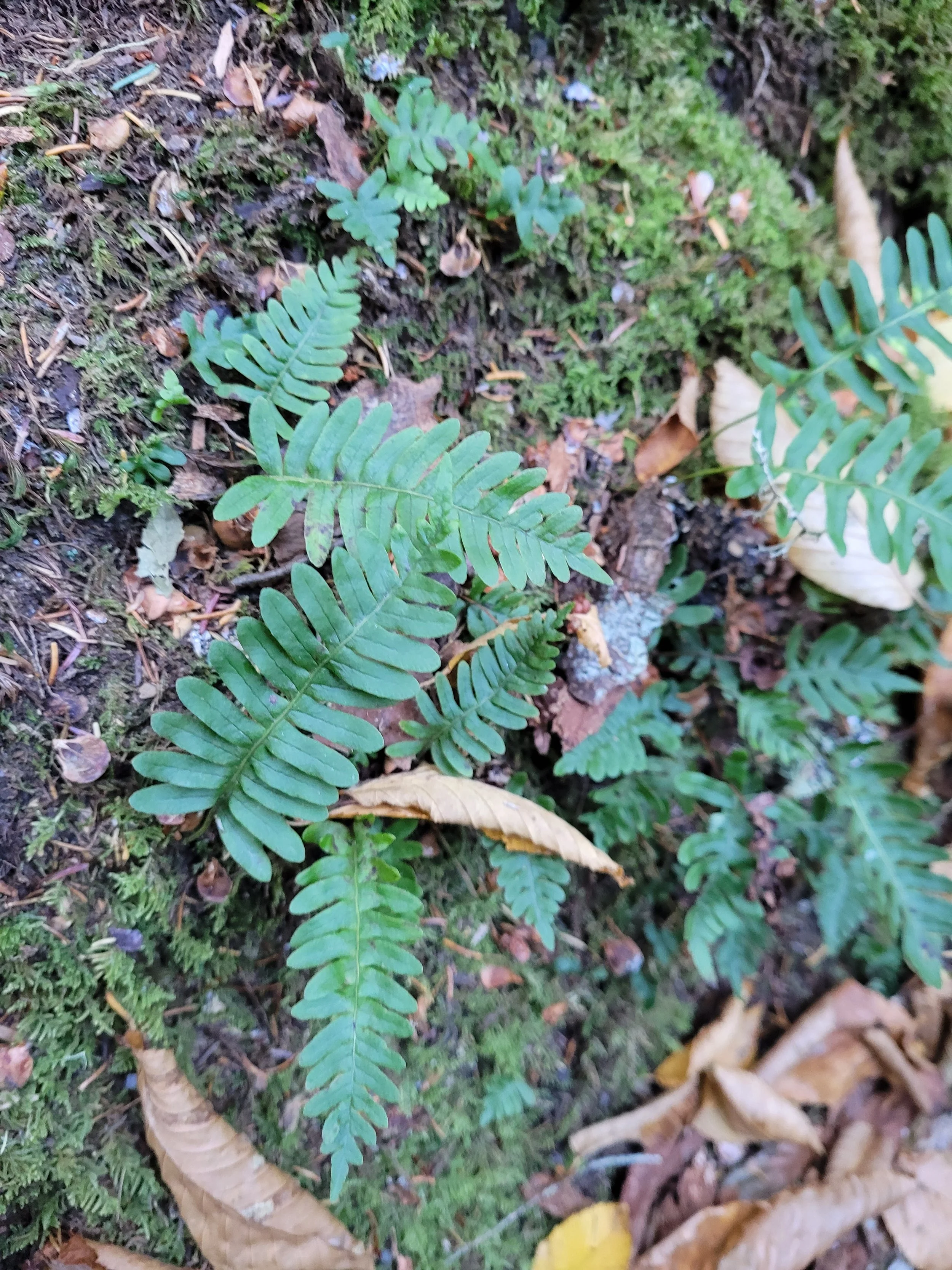 project itenerary - jan-feb 2026