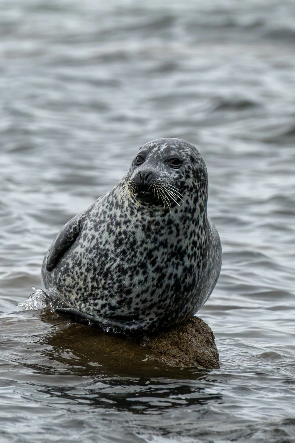 Arran50-24.jpg