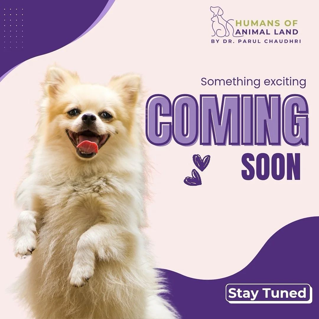 It&rsquo;s not just a treat. It&rsquo;s an act of love and  purpose. 🐶✨
Introducing Zaxee Snacks &ndash; treats that do more than satisfy.
🌼 These are functional bites infused with a potent flower essence spray to support your pet&rsquo;s immunity 