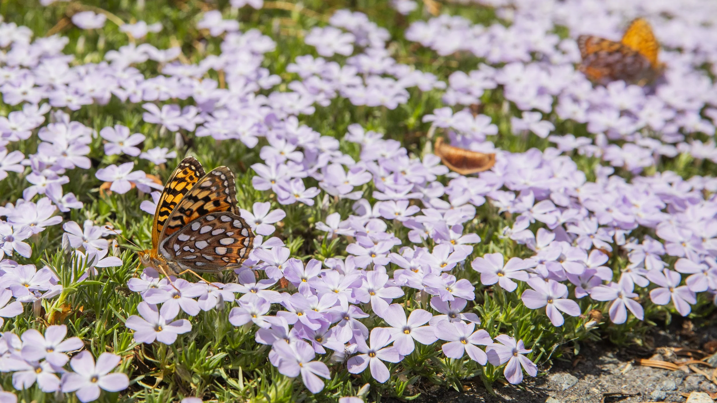 news.230707.sunrise.mount.rainier..jw_9 (1).JPG