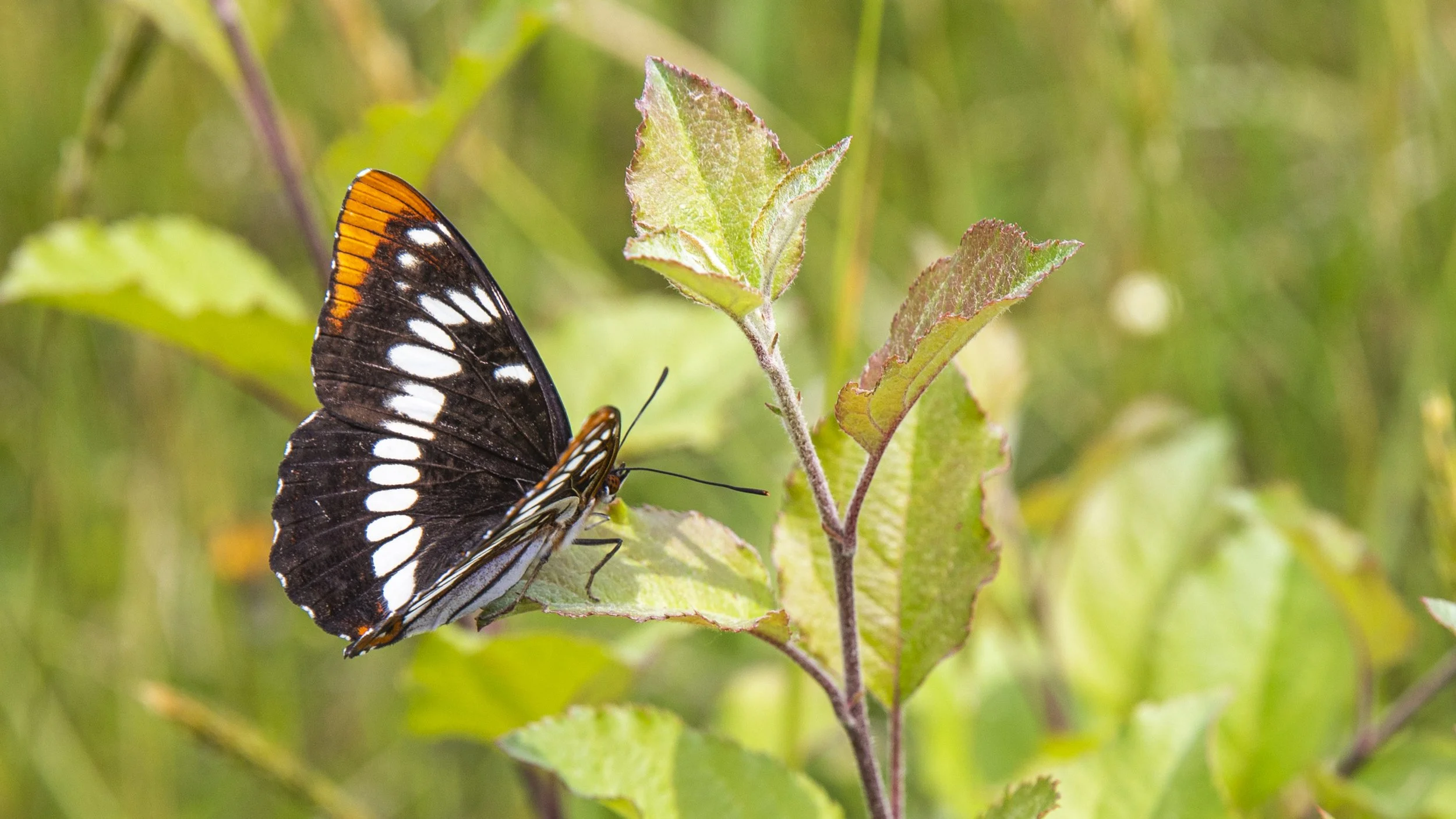 news.230609.mallonee.farm.jw_6 (1).JPG