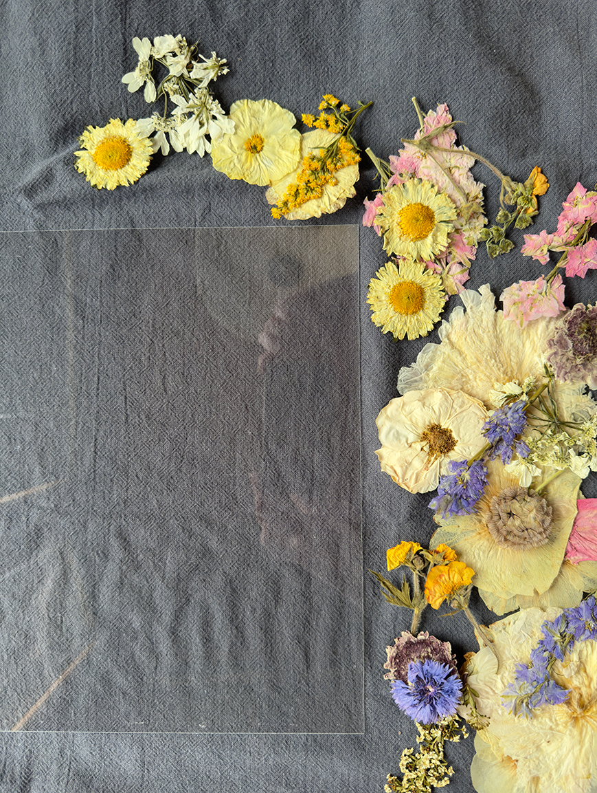 Pressed Flowers Ready To Be Framed