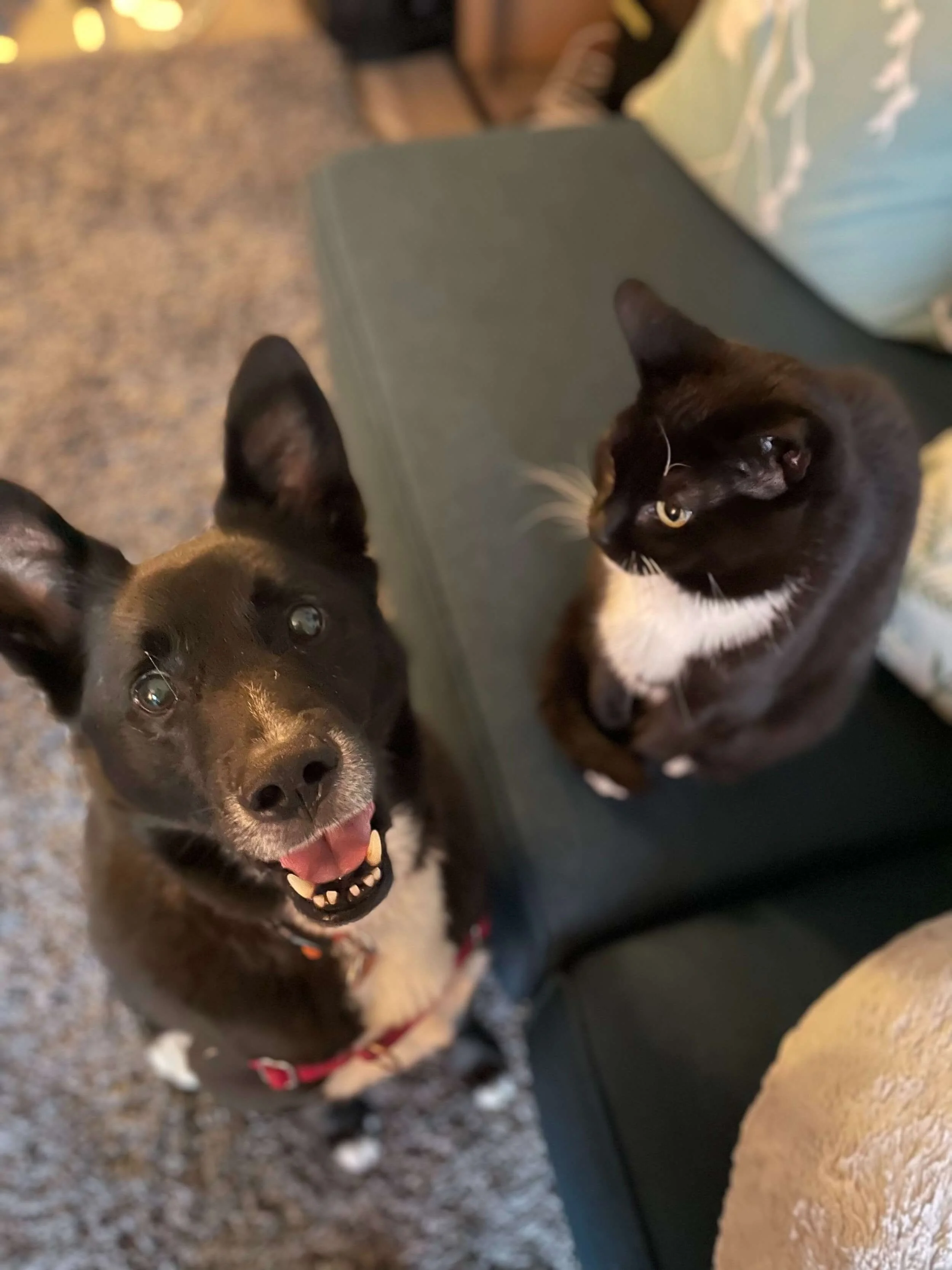 Dog and Cat sitting together, pet medium