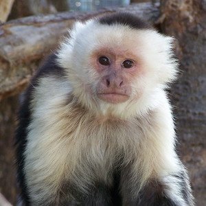 White-faced capuchin monkey sitting on a log.