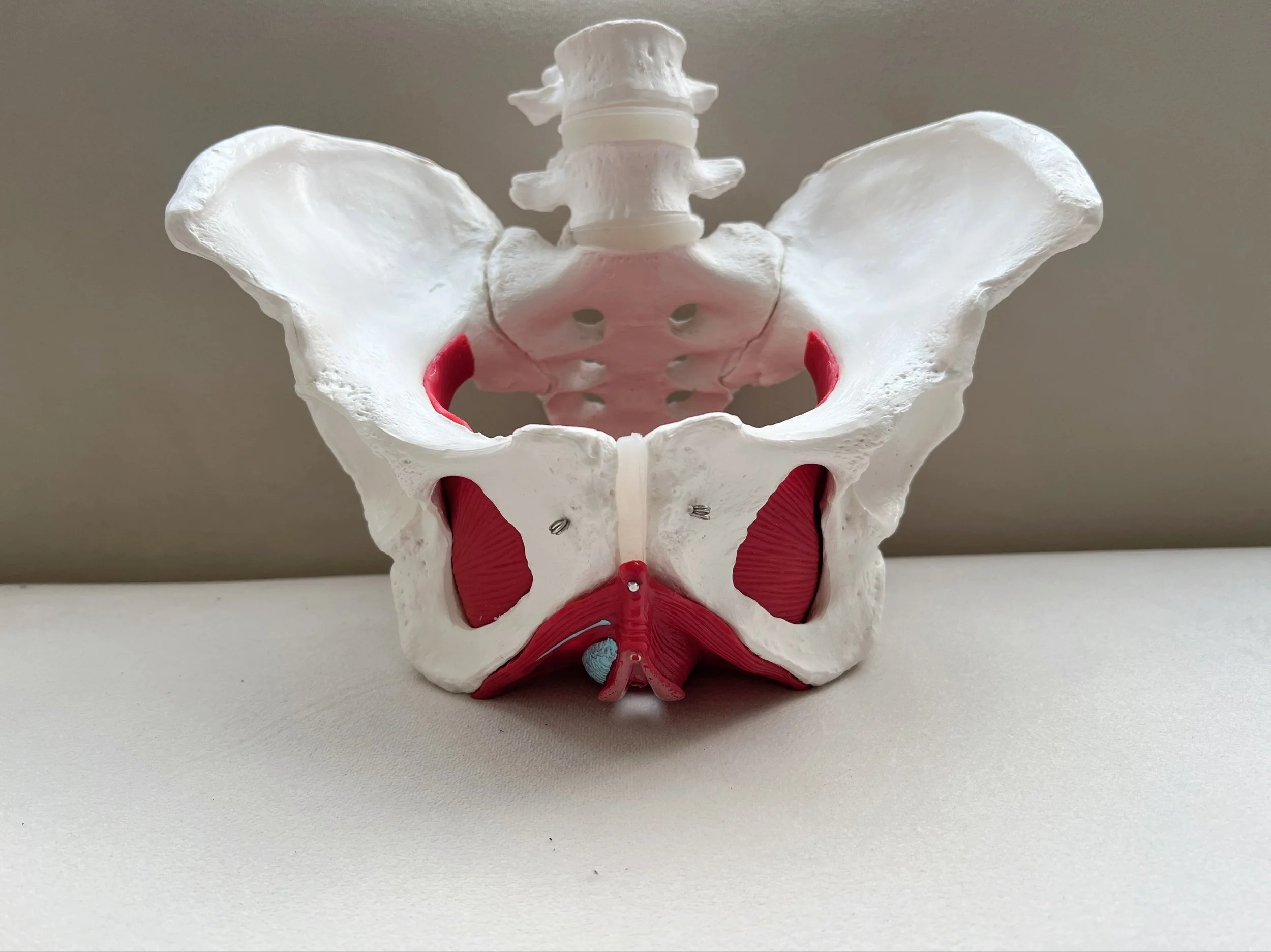 Pelvic Floor Physiotherapy: A Hidden Solution to Common Health Concerns