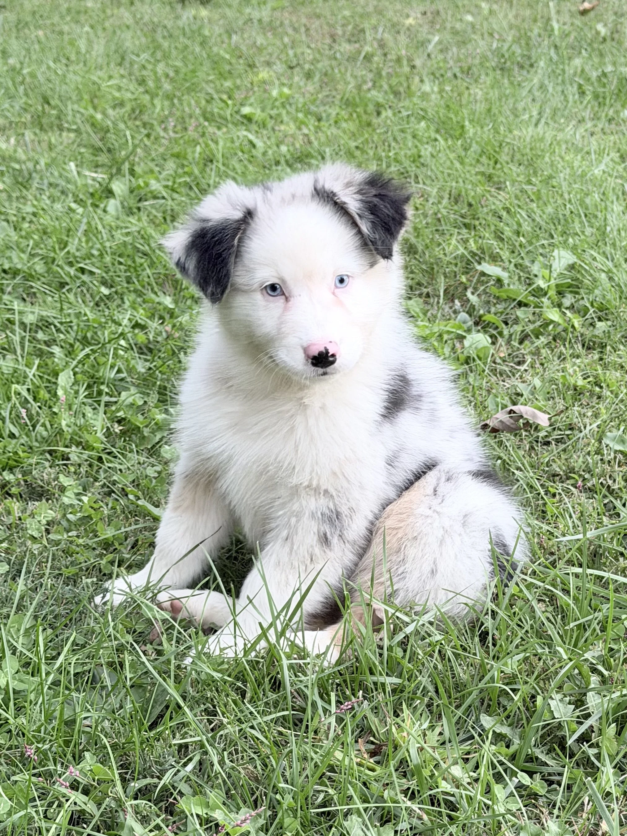 IMG_7403.jpeg