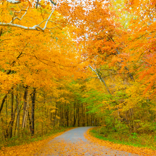 A winding road through a forest with colorful fall foliage in shades of orange, yellow, and green.
