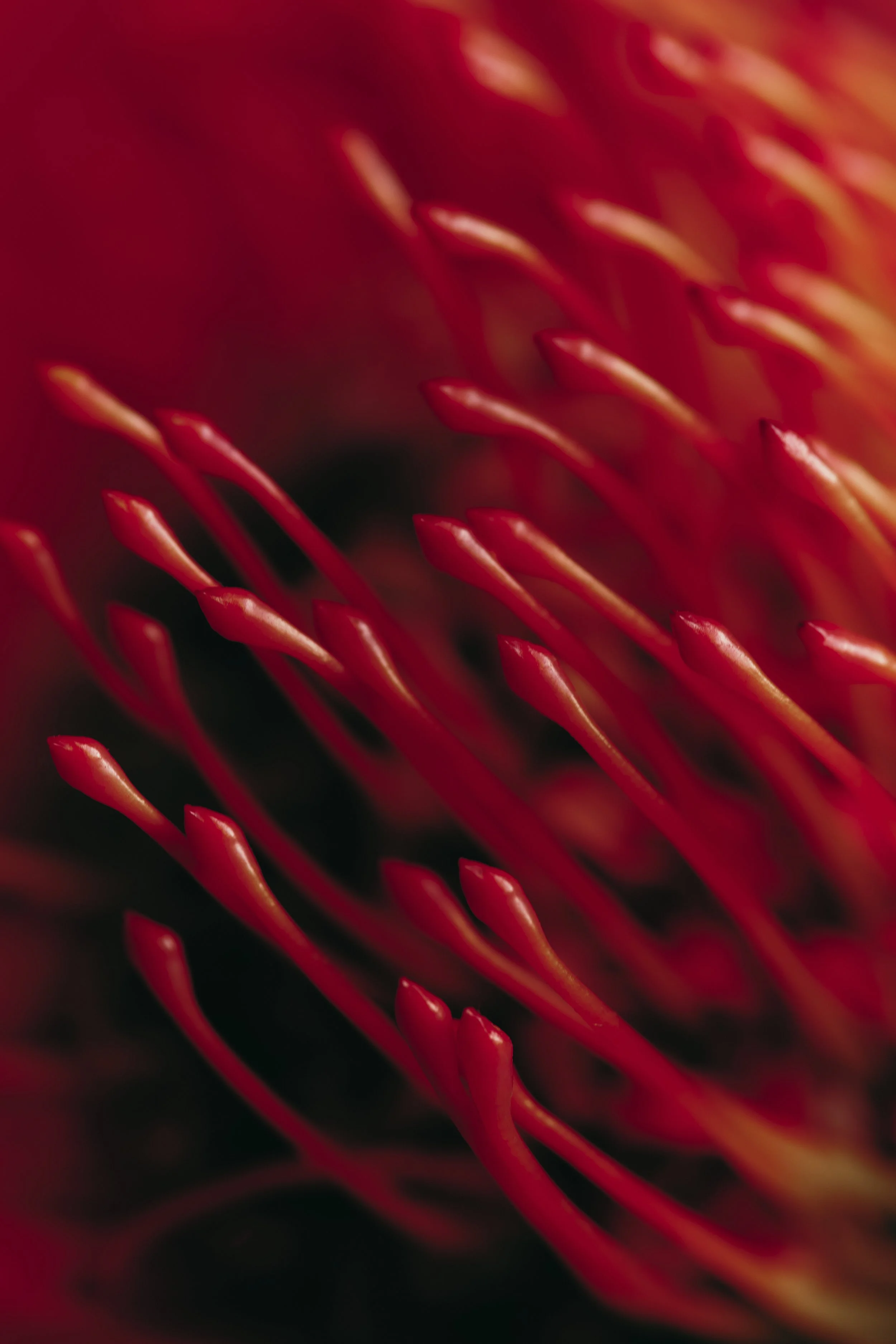 PLANTES_DEADORALIVE2578.jpg