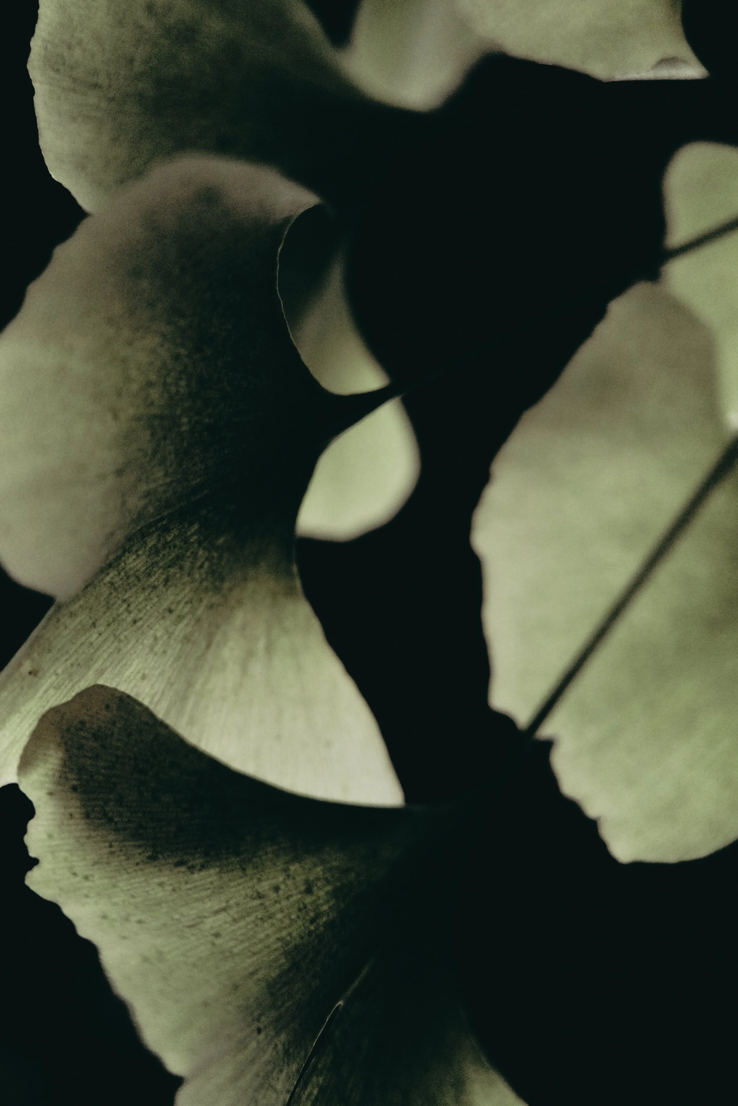PLANTES 88.jpg