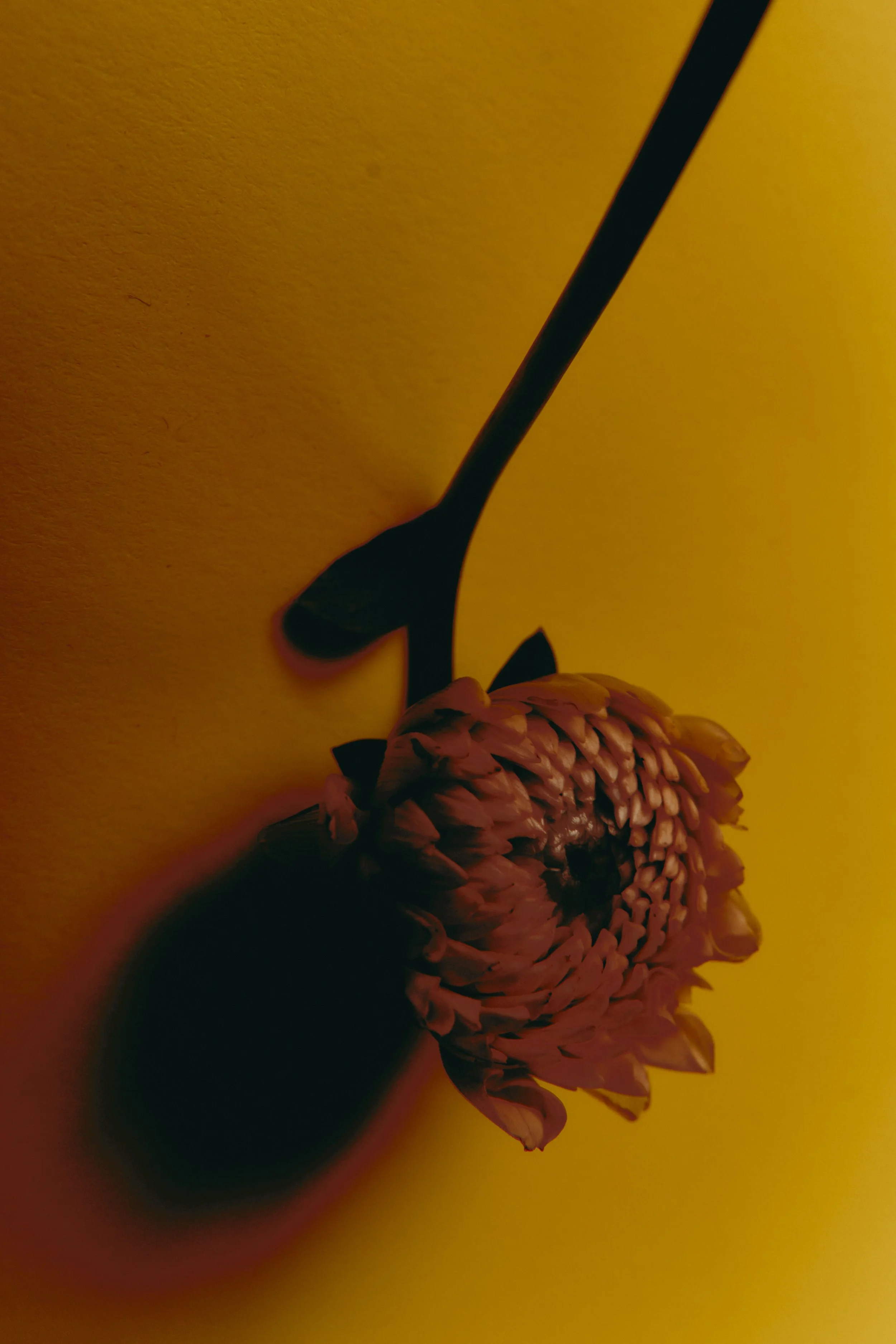 PLANTES 21.jpg