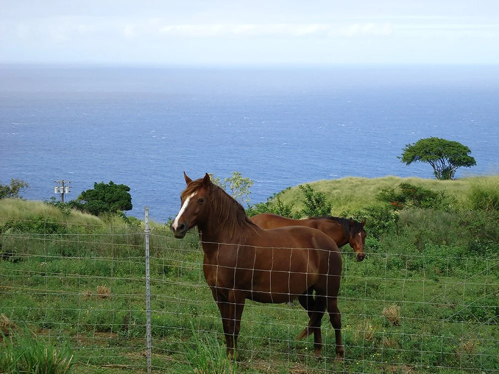 Waipi’o Valley - the Sacred Healers