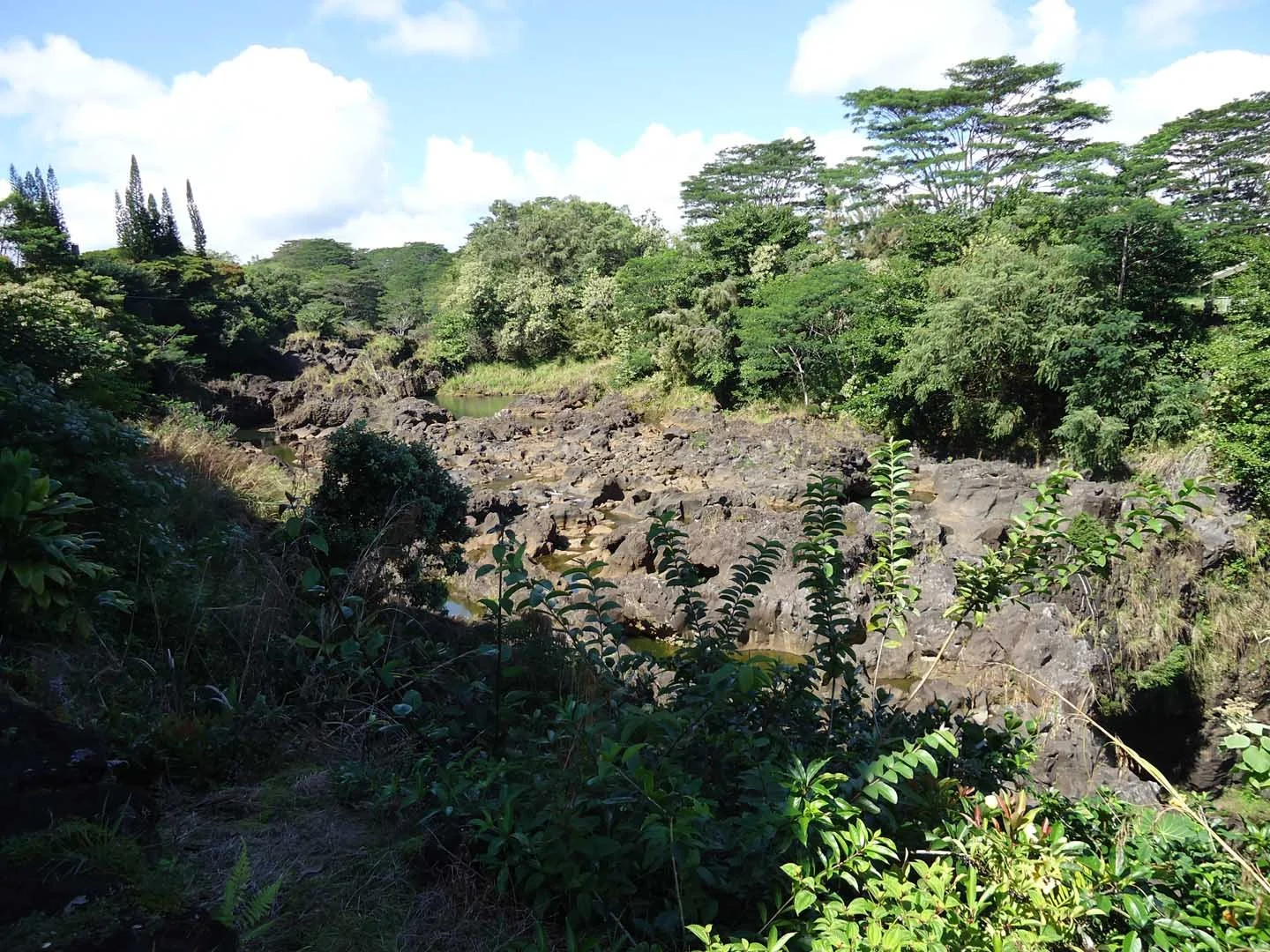 lush-lava-forest-with-water.jpg