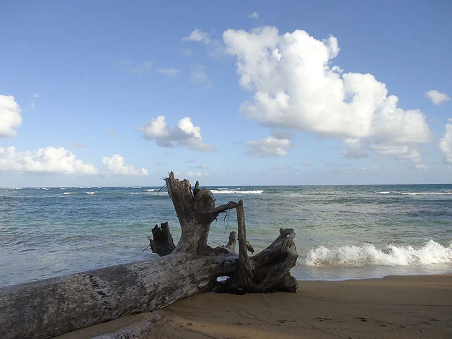 hawaii-beach-tree-log.jpg
