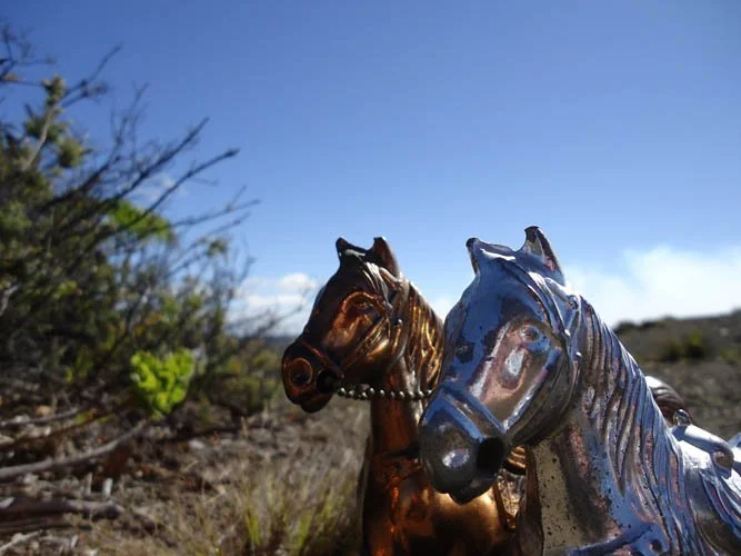 two-wild-horses-hawaii-wind-horse.jpg