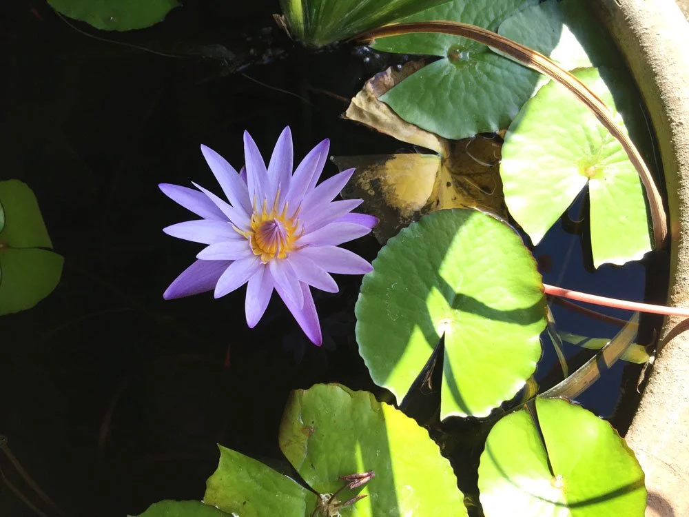 lotus-love-quantum-healing-kauai.jpg