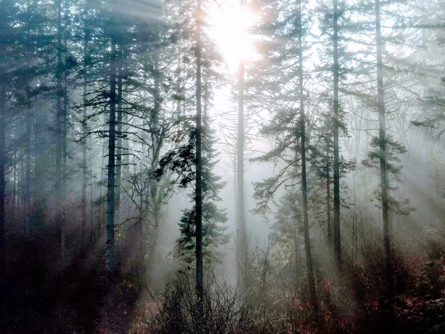 Mac Forest Trail Runs