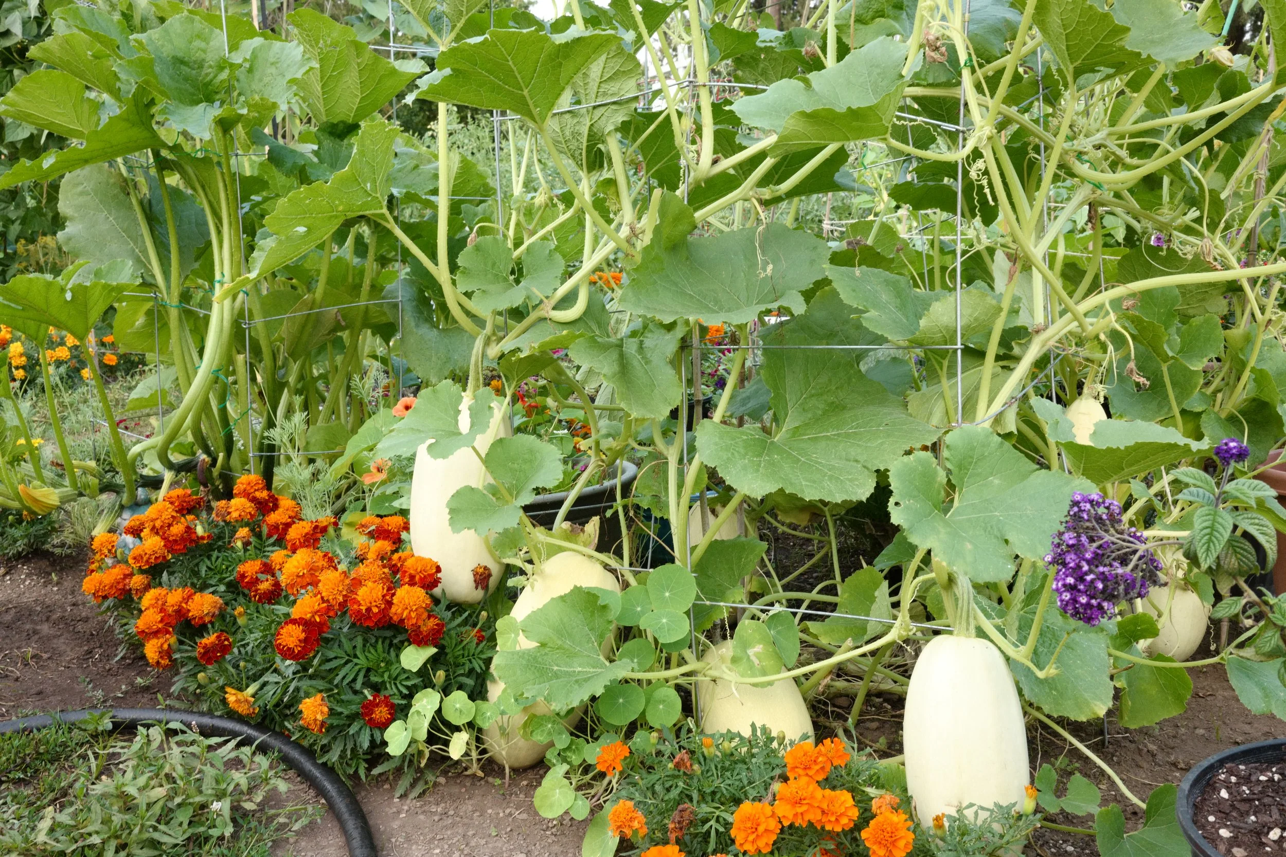 Squash and flowers in the Waverley Greens community Garden