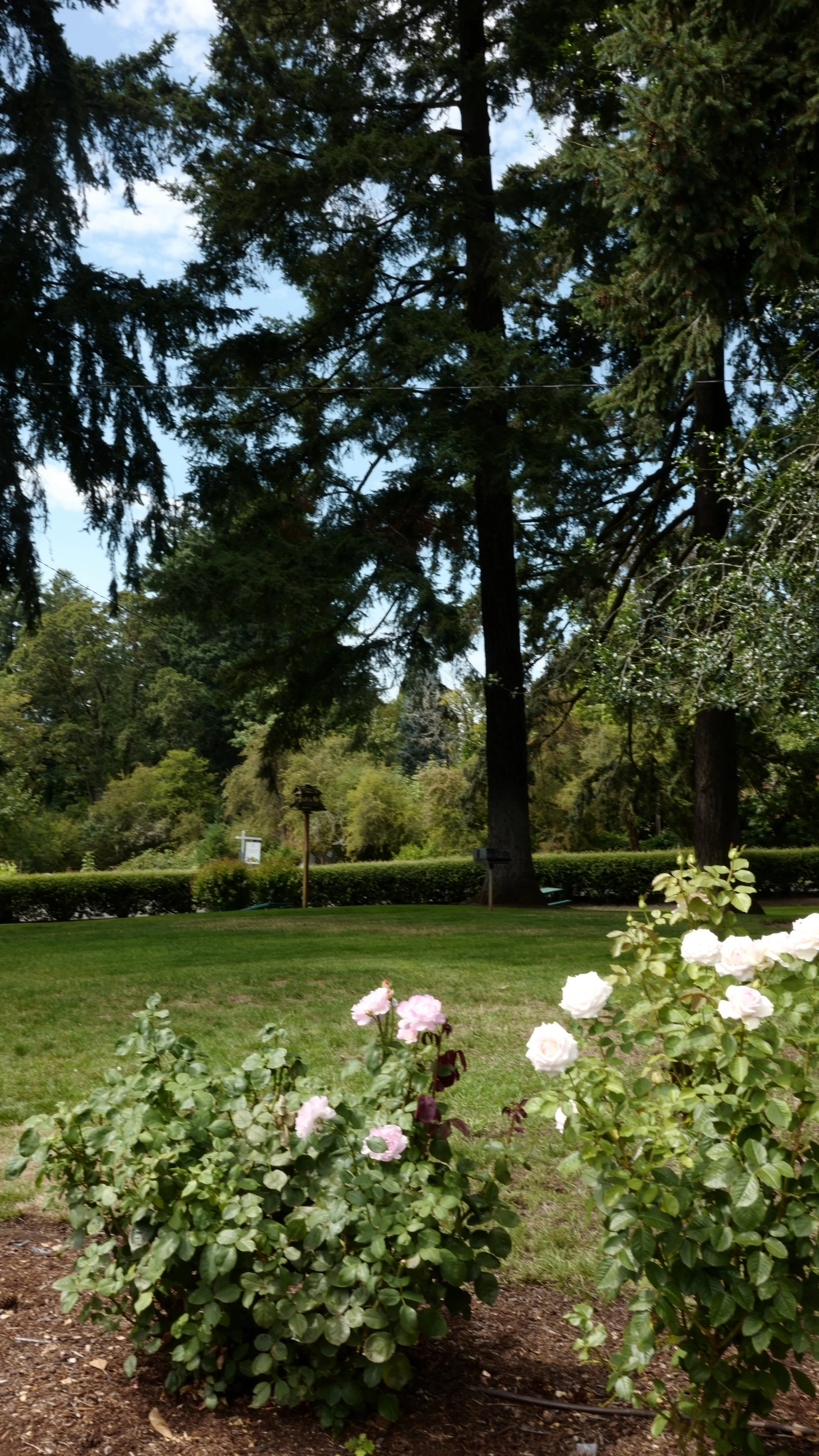 A garden scene with blooming pink and white roses in the foreground, a well-trimmed hedge, tall trees, and a partly cloudy sky in the background.