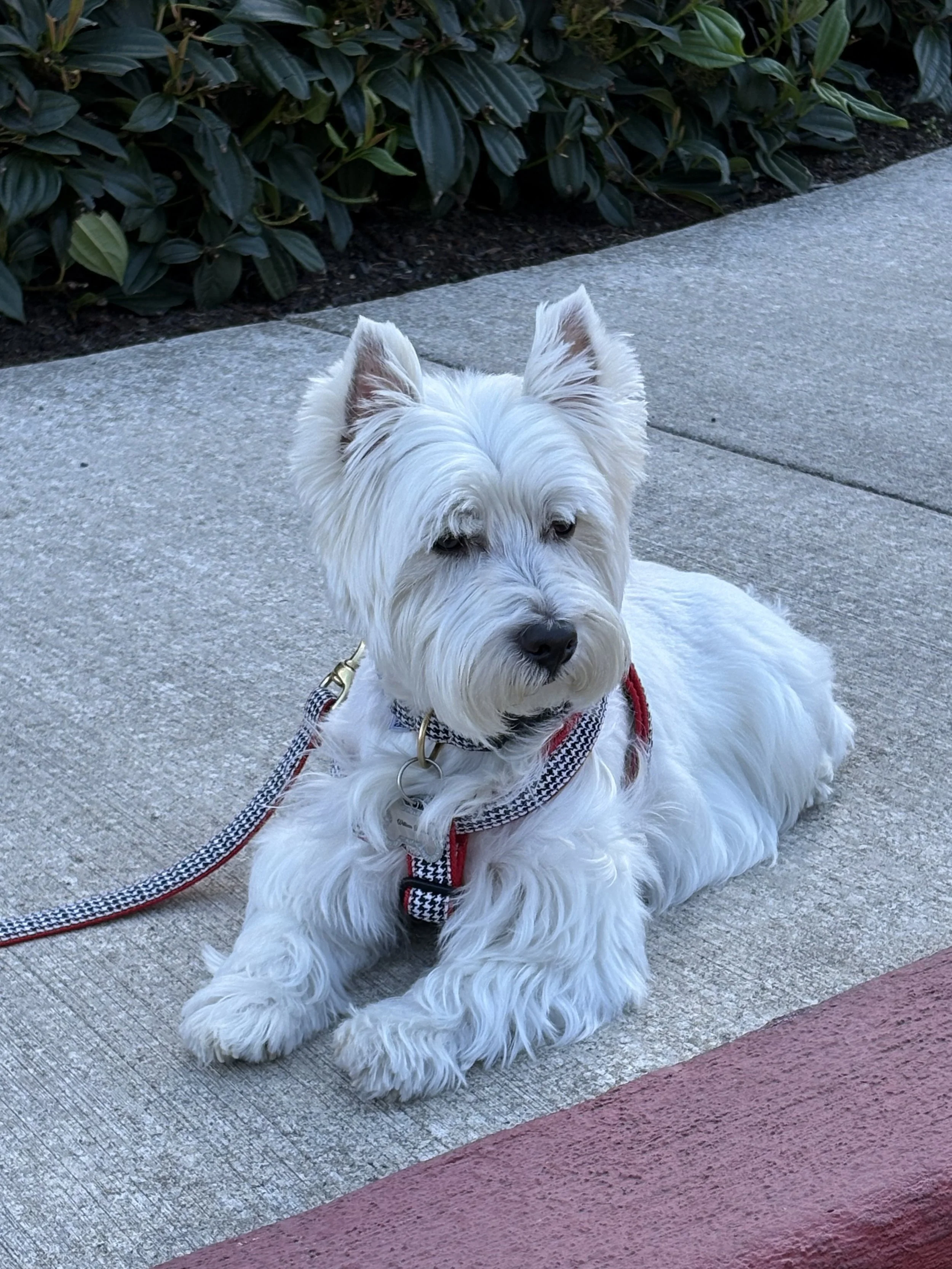 White fluffy dog laying stoically on the pavement