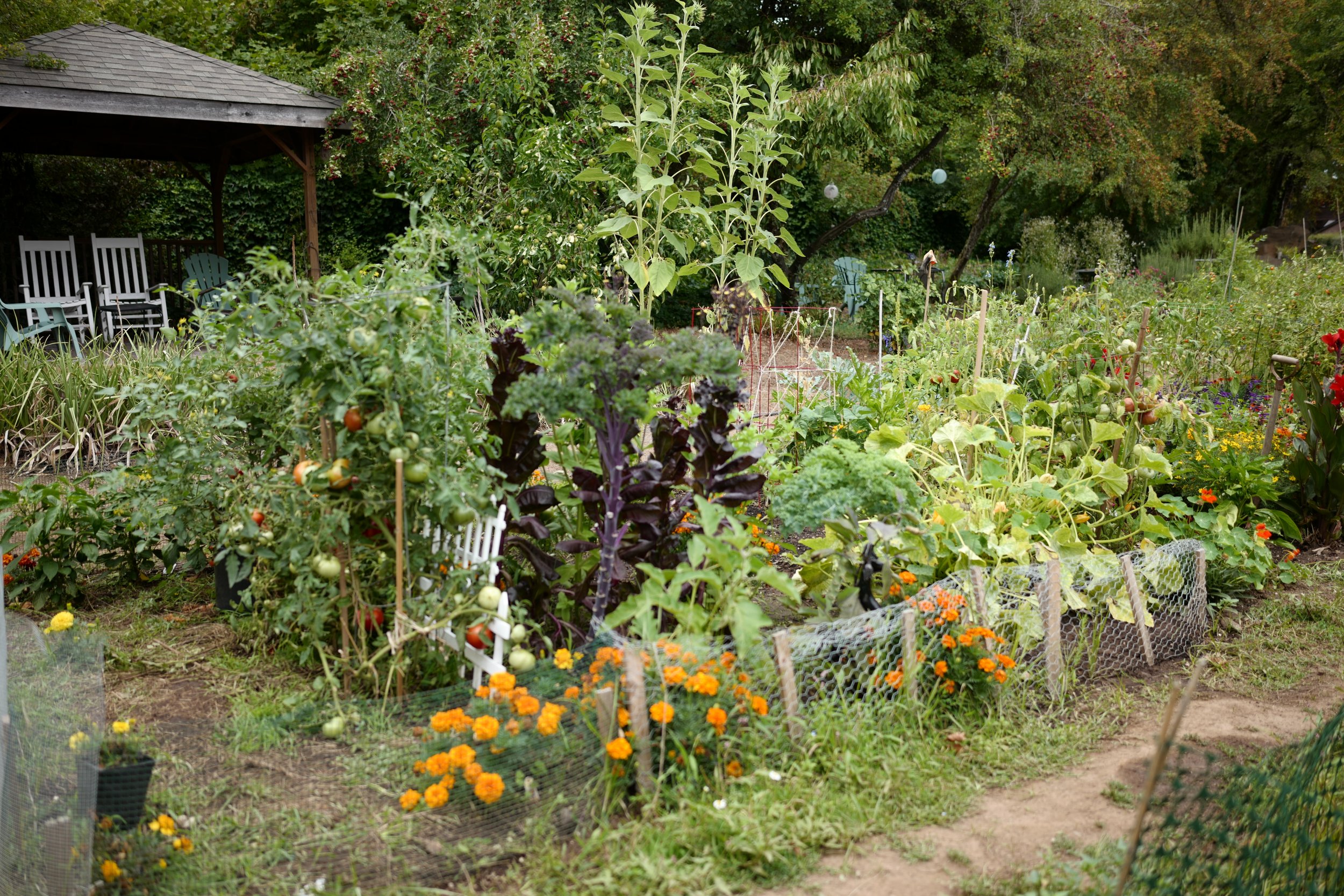 A lush vegetable garden with various plants including tomatoes and purple kale, bordered by orange flowers, and surrounded by trees and a wooden gazebo with chairs in the background.