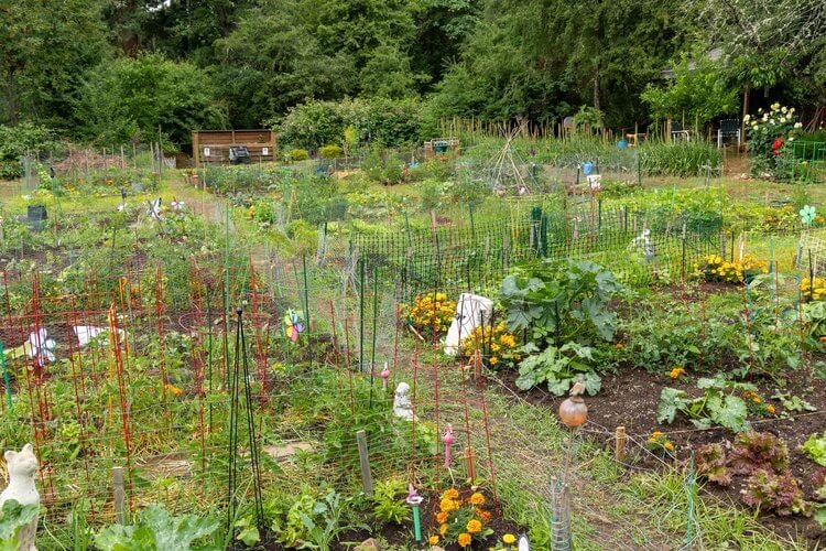 community+garden.jpg