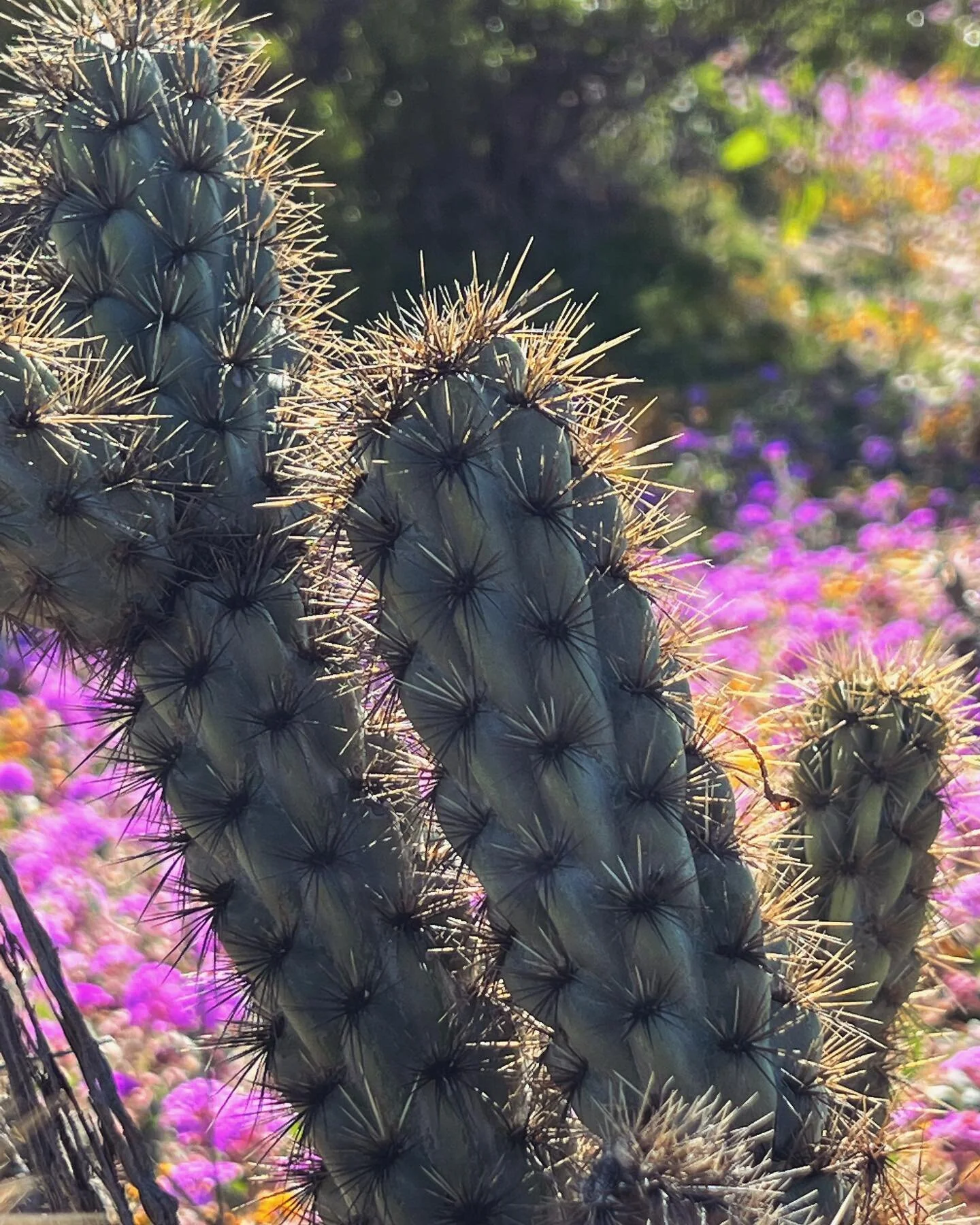 Desert blooms. I wish you could smell these pictures.