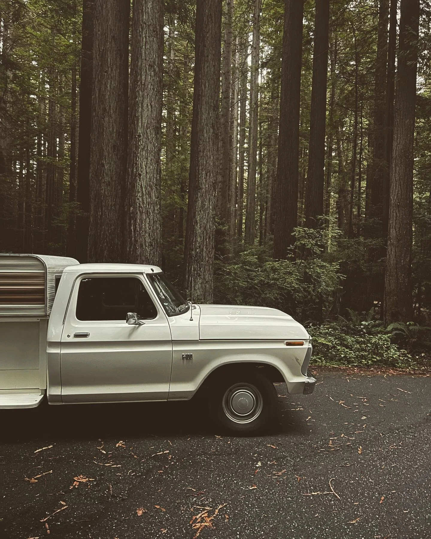 Redwood forests, pacific waters