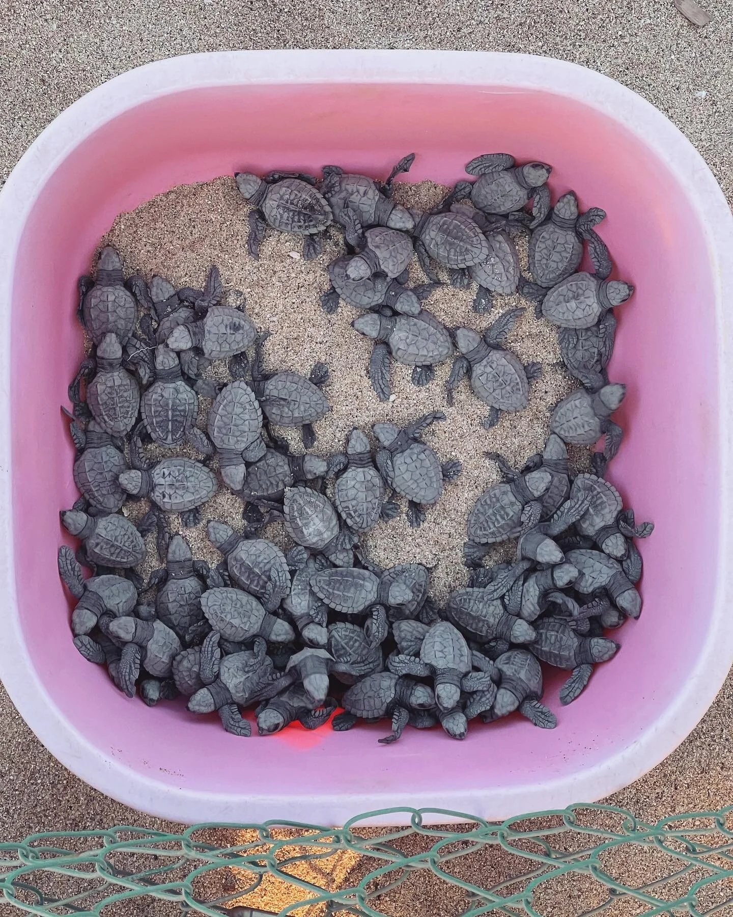 Freshly hatched Olive Ridley Sea Turtles scooting their way into the sunset. 🥹