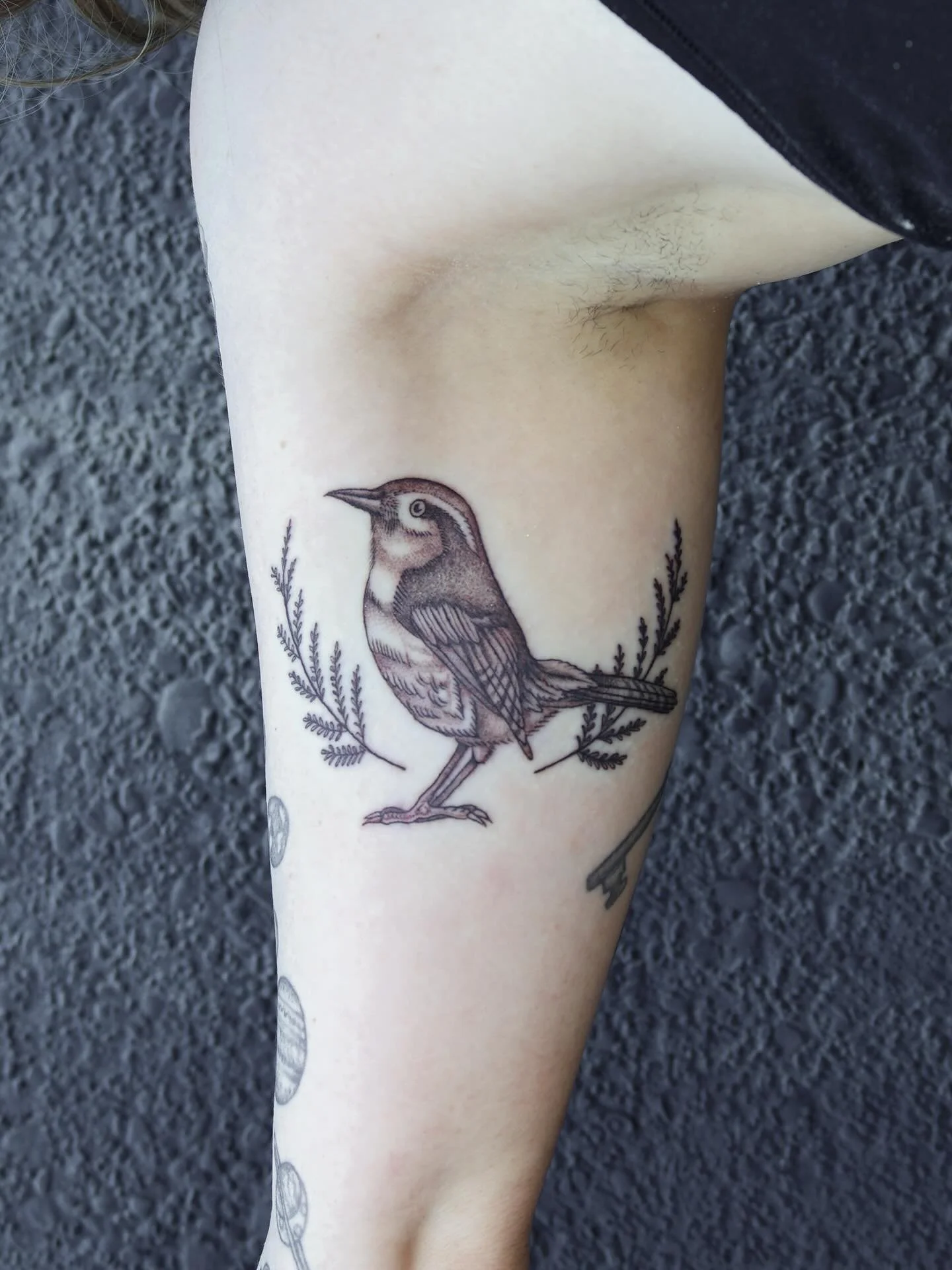 Wren for @wildwrenadornments 🪶
•
•
•
#dallastattooartist #femaletattooartist #illustrativetattoo #stuckwithsarah_
#batandcavetattoo #dallastattoos #dallastattooshop #texastattooartist #dfwtattoos  #blackandgreytattoo #realismtattoo  #