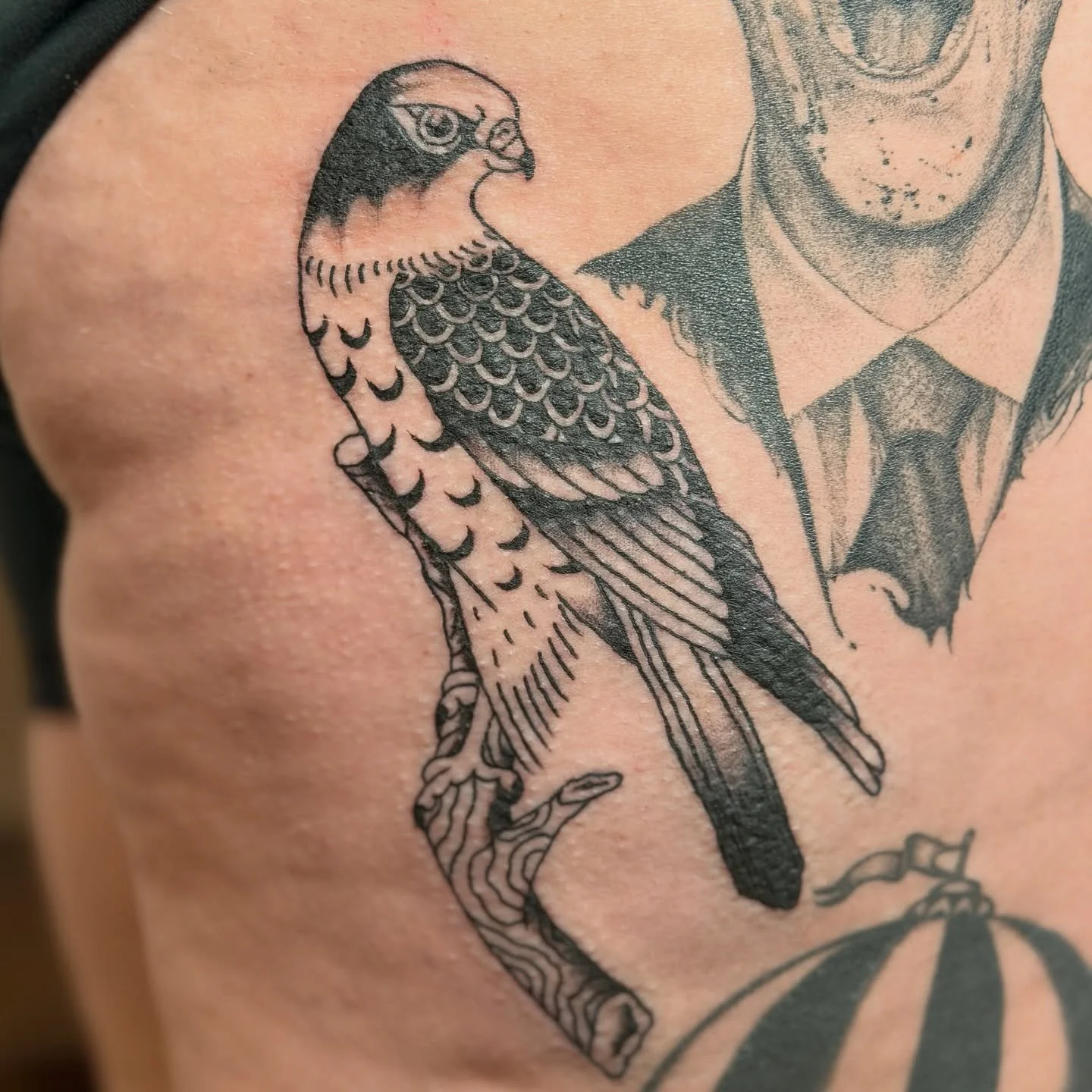 Falcon for @kreepy_kate ❤️❤️ such an honor to tattoo youuuuu!!!!! 

#dfwtattoos #dfwtattooartist #dallastattooartist #dallastattooartist #dallastattoo #femaletattooer #tattooer #tattooapprenticeship #tattooapprenticelife #tattooapprentice #americantr