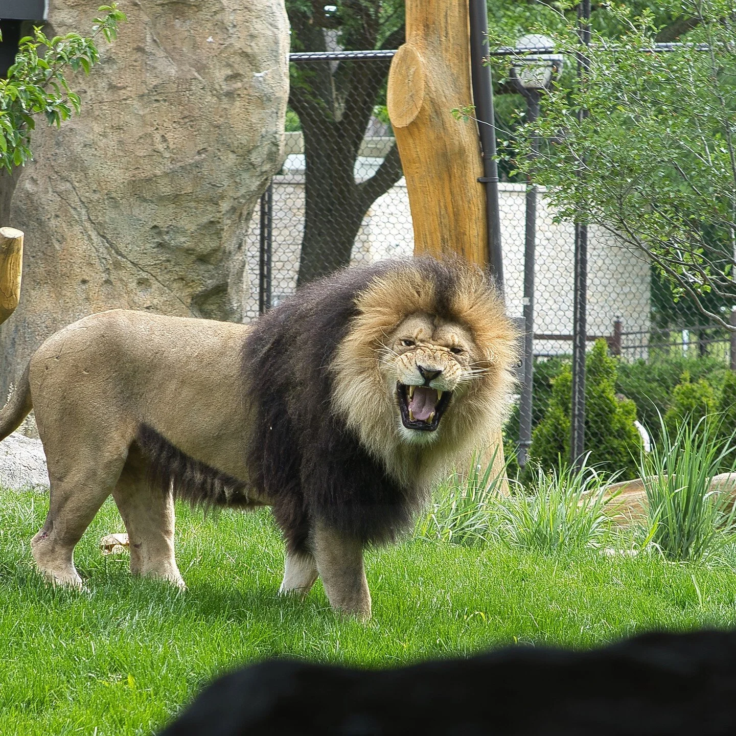 Beautiful zoo day with @kris10ld #Pilipili