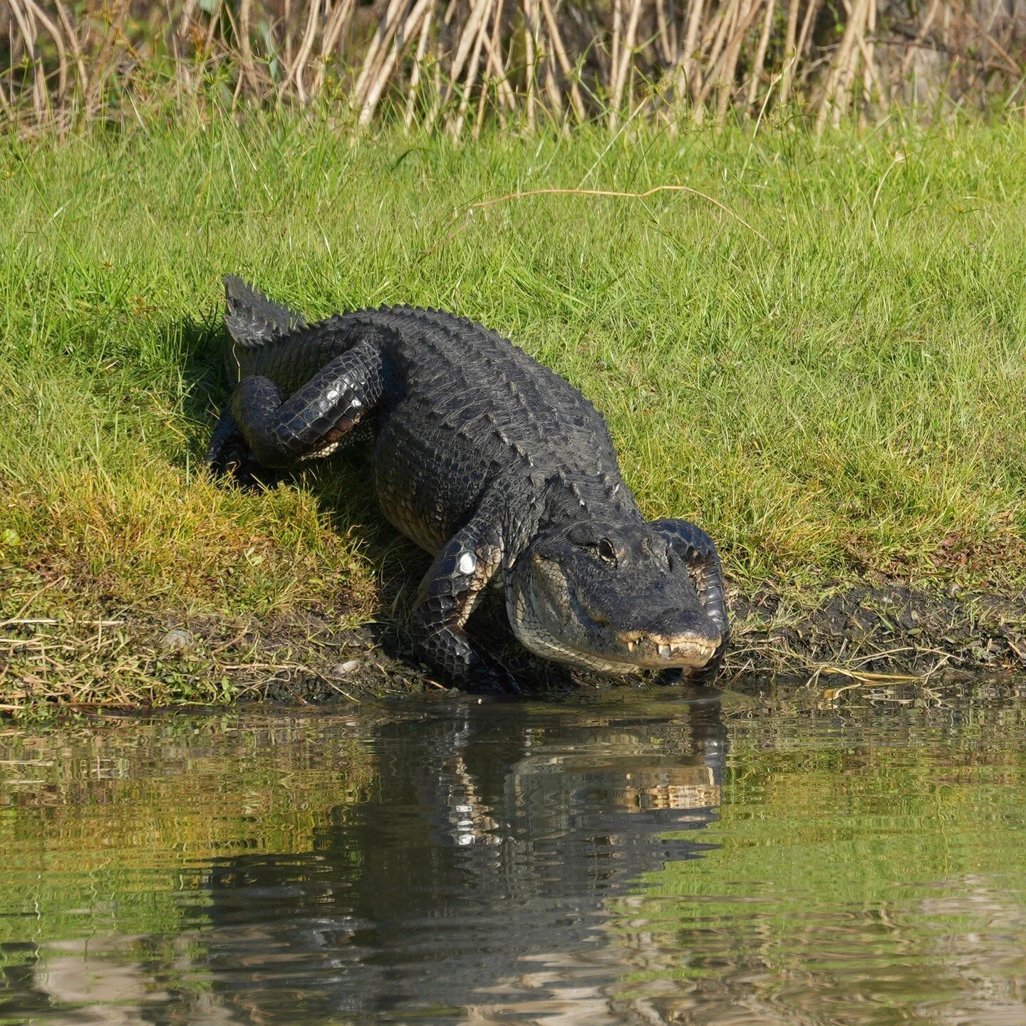 Our neighbor is out today #gator 🐊