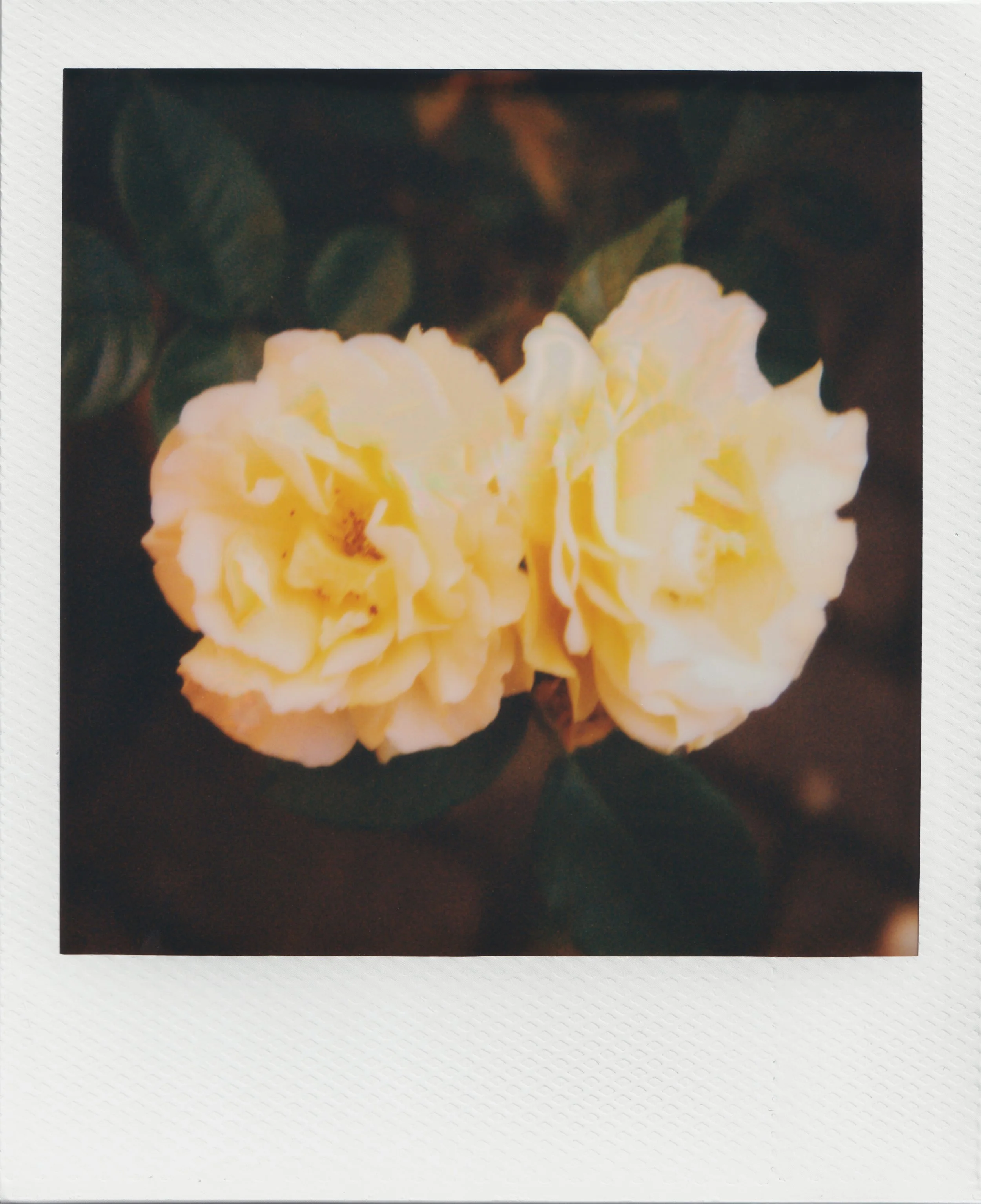 lincsrosesjune26.JPG