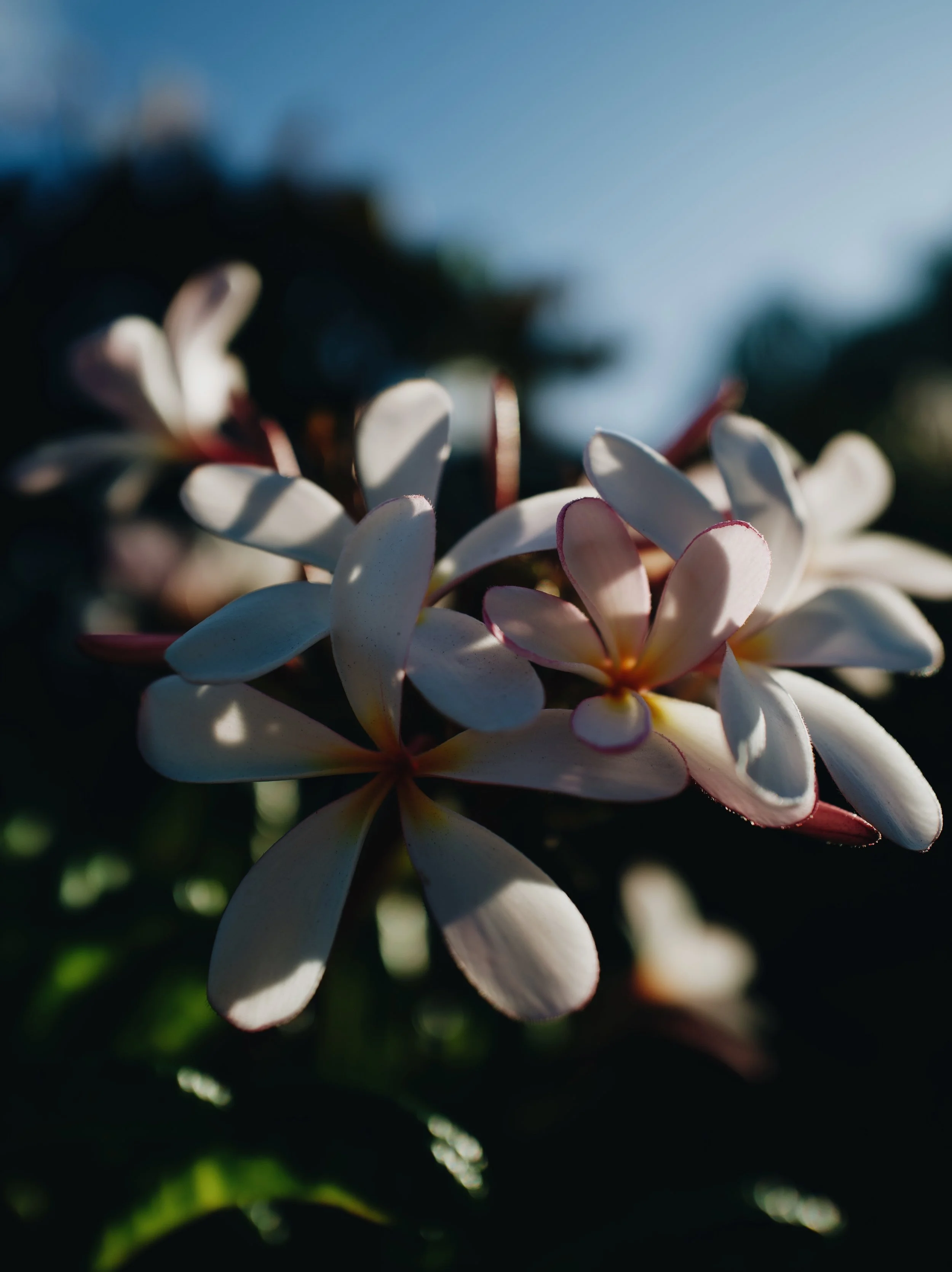 FullSizeRender_VSCO copy 3.jpg