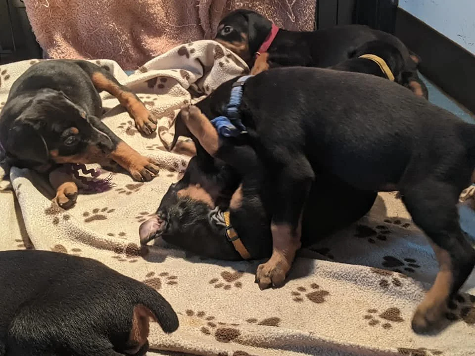 Matching well bred Doberman pups to the proper owners — Fidelis Dobermans