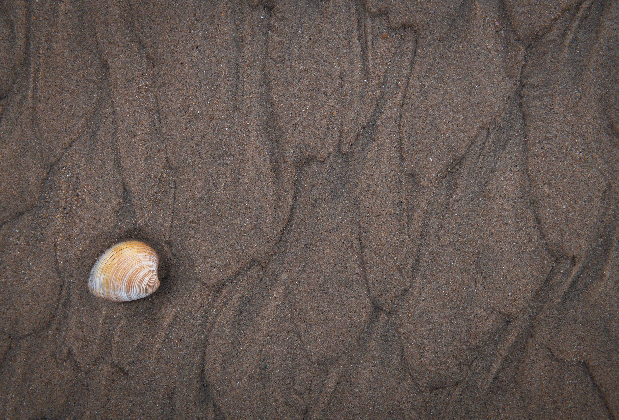 Seashell.jpeg