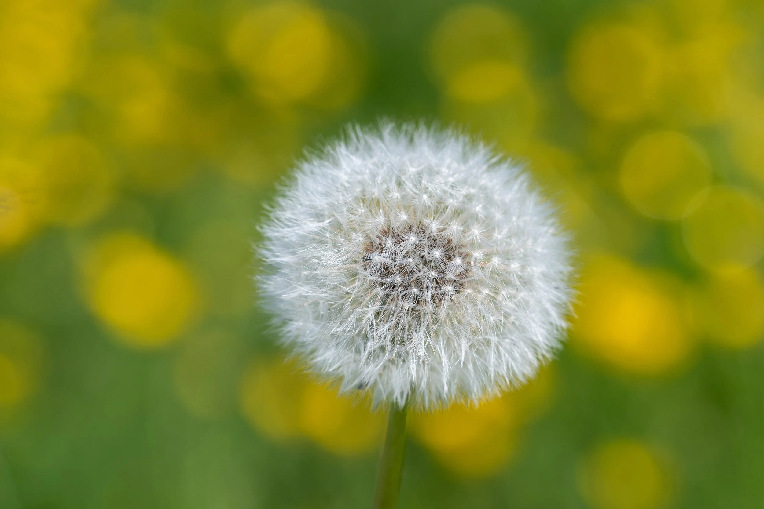 NIKON D500_20200528_142153-Edit.jpeg