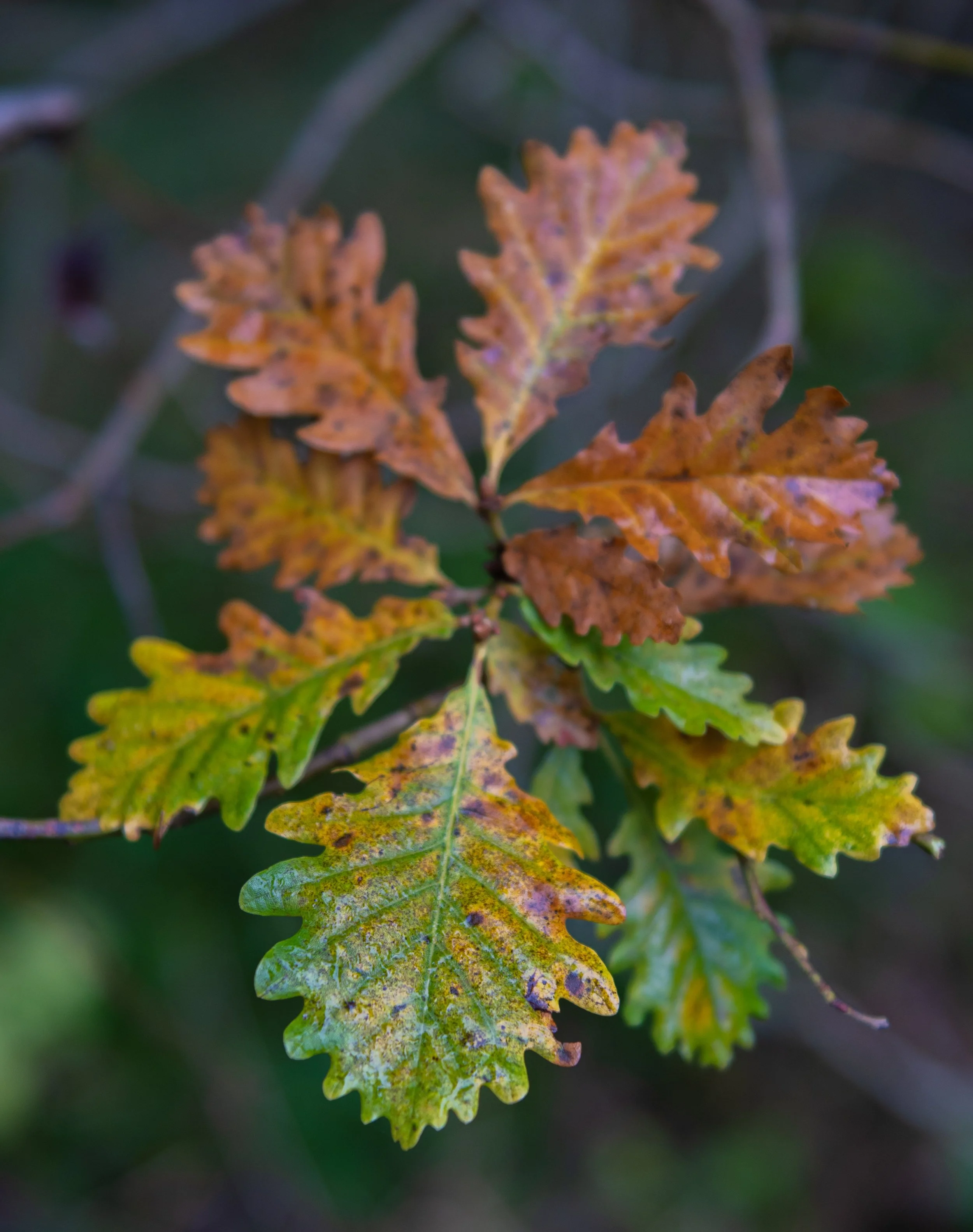 Autumnal Change.jpeg