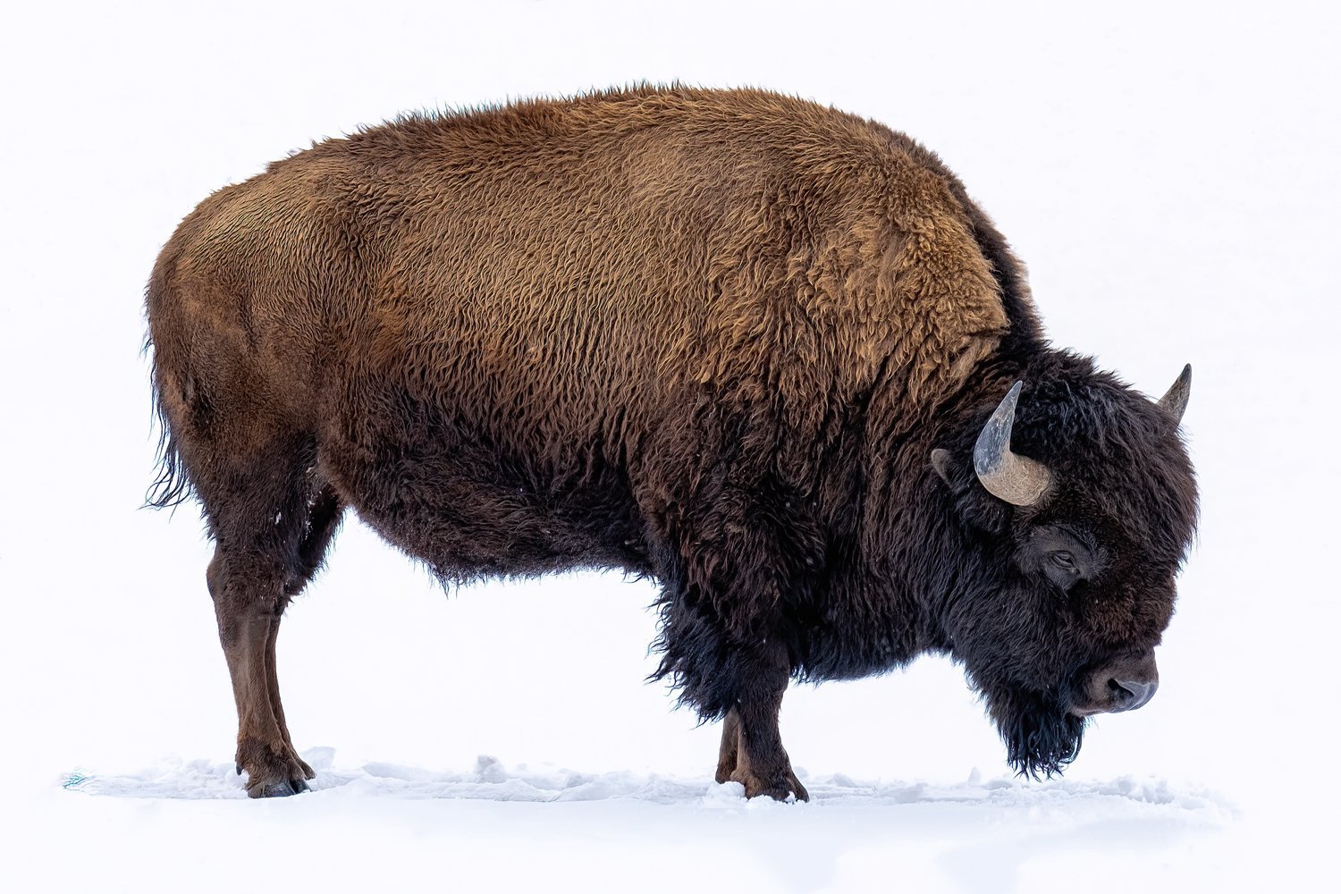 Winter Bison in Profile