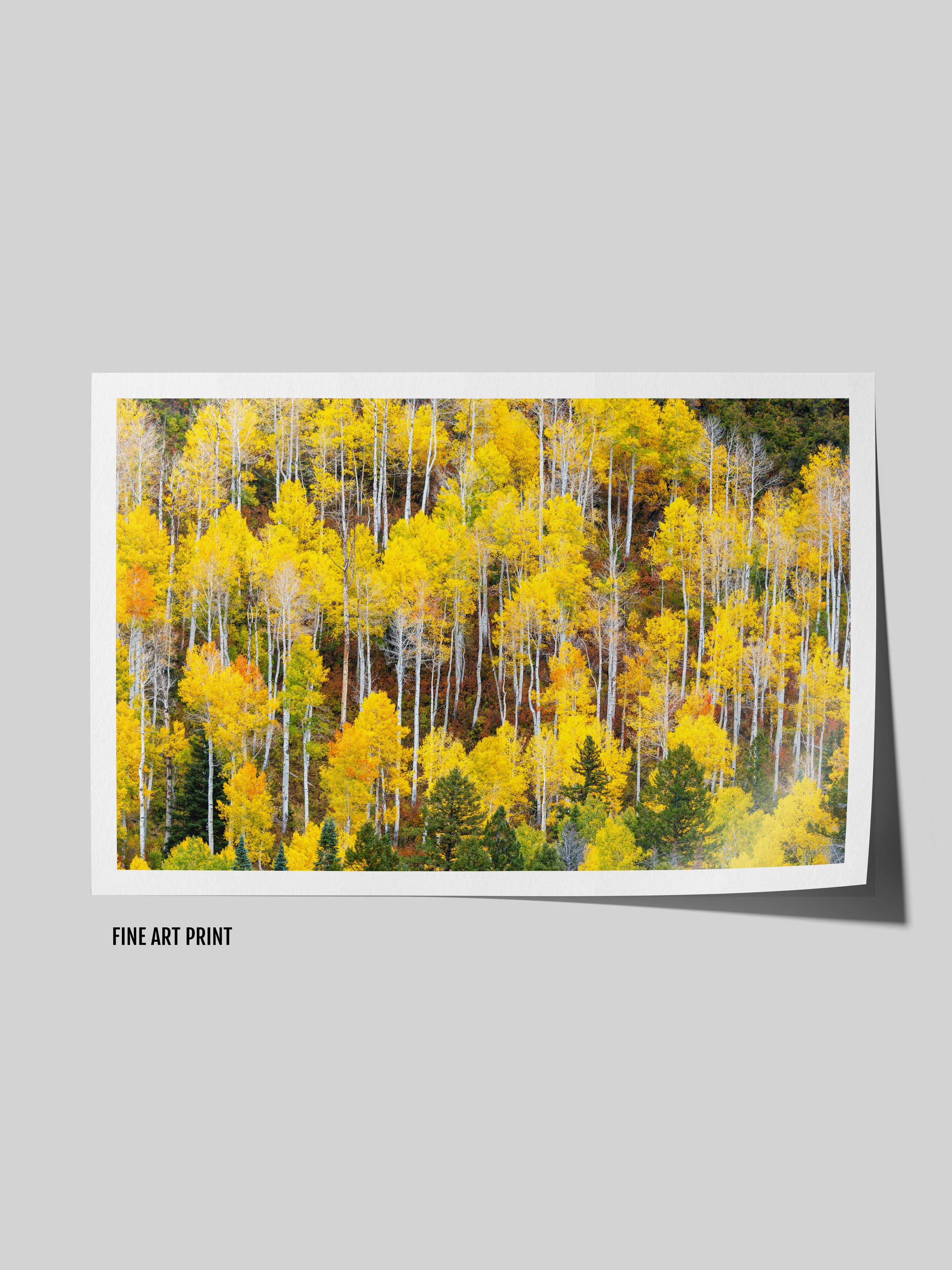 mosaic-of-aspens-fine.jpg