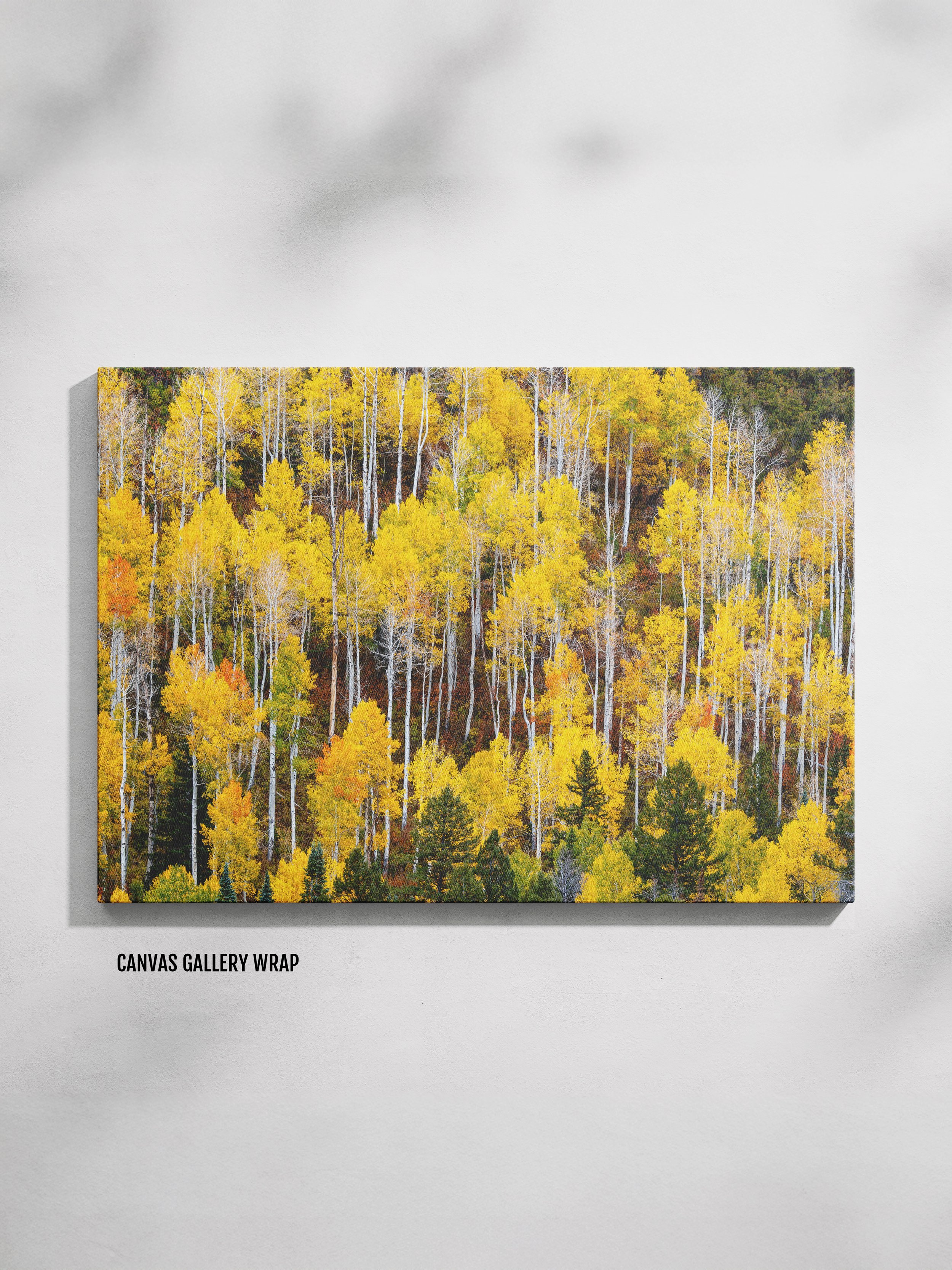 mosaic-of-aspens-canvas.jpg