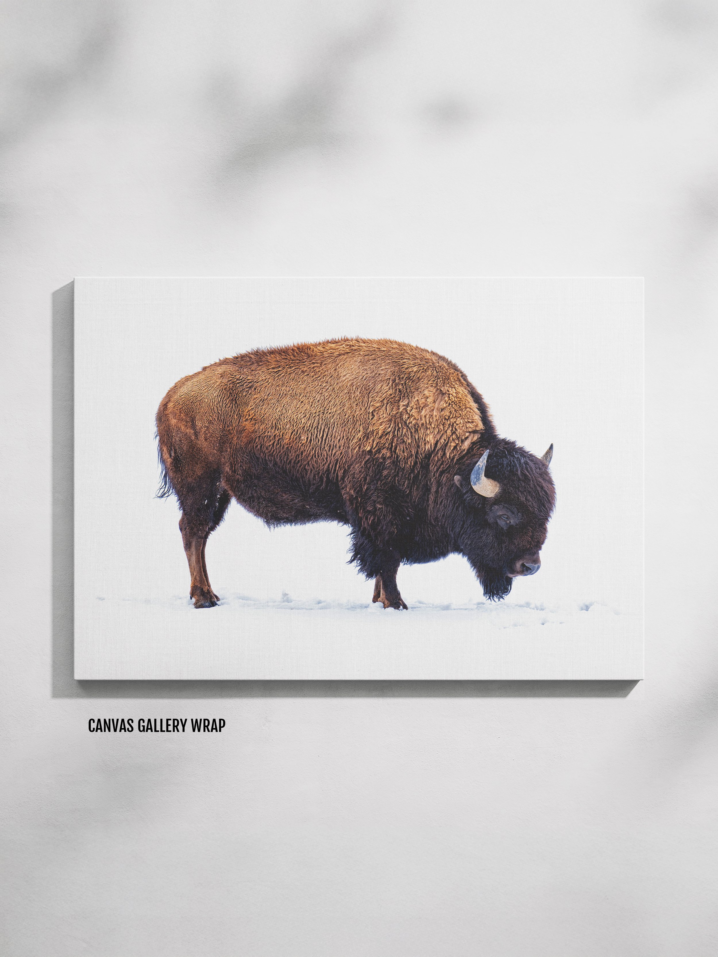 winter-bison-in-profile-canvas.jpg