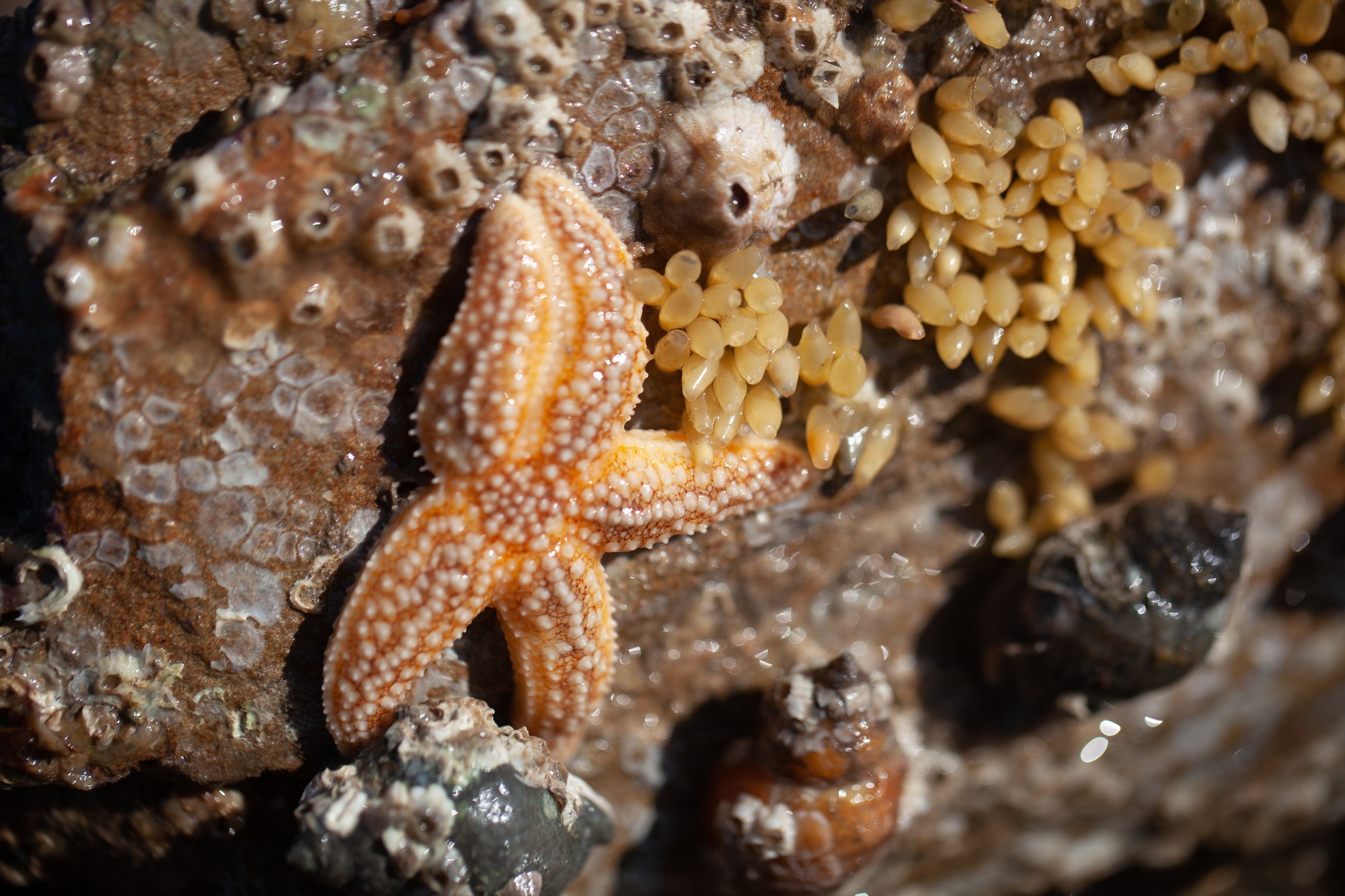 Oxwich Seashore Safari