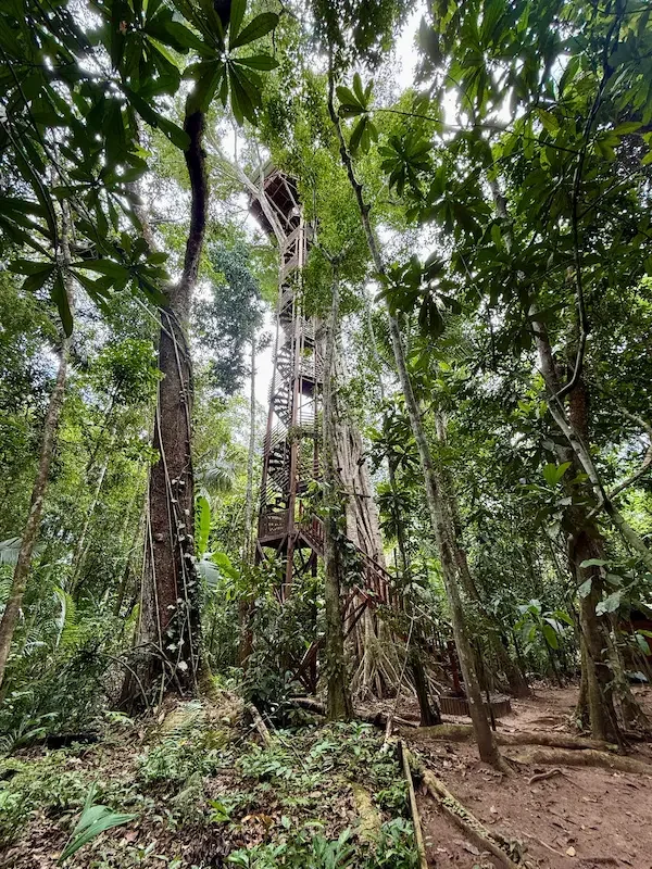 stairs winding up to tree house in amazon rainforest jungle
