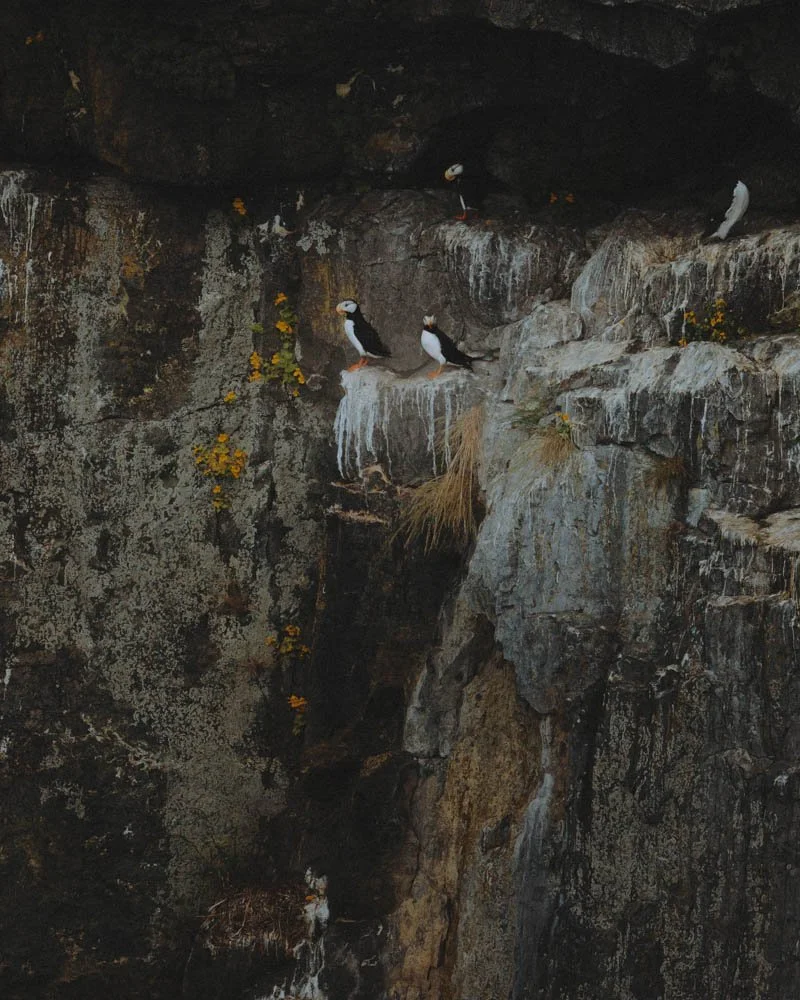 Seward - Puffins.jpg
