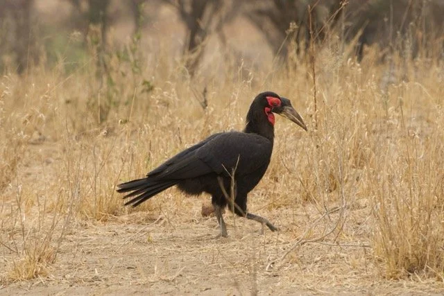 Kilimanjaro blog 3.jpeg