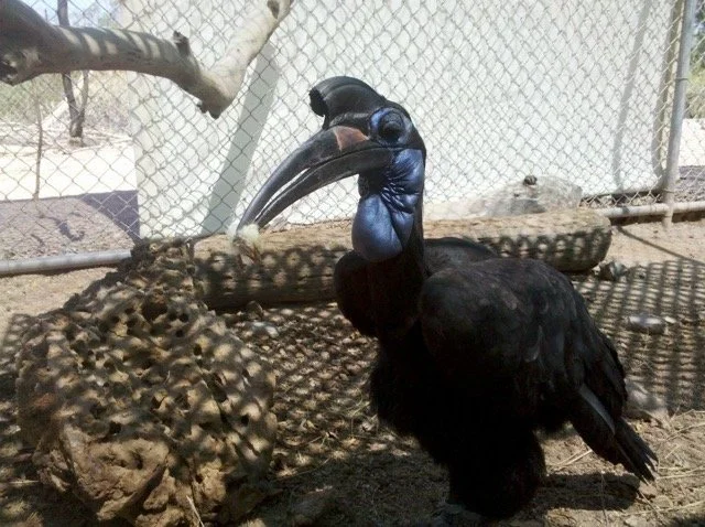 Kilimanjaro blog 4.jpeg