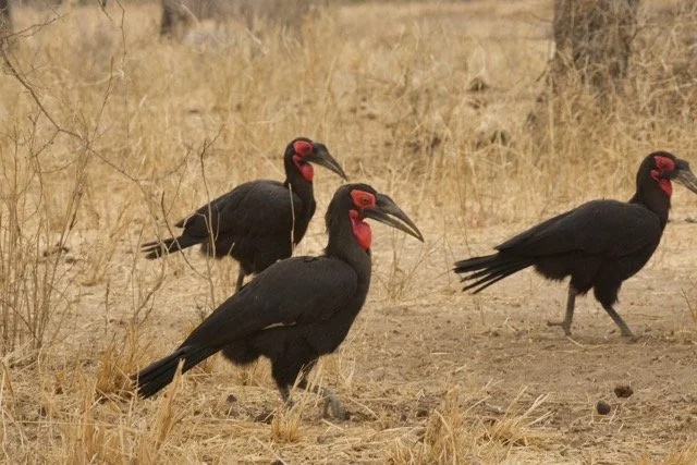 Kilimanjaro blog 21.jpeg